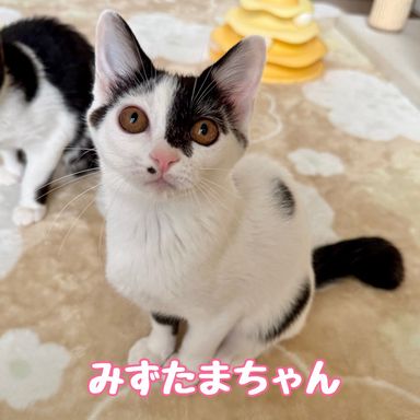 みずたまの写真