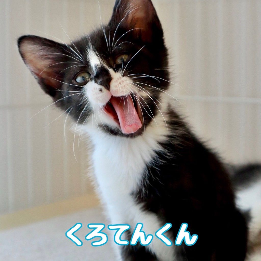6/21譲渡会】2匹一緒 | 雑種（ミックス猫） | なら地域ねこの会