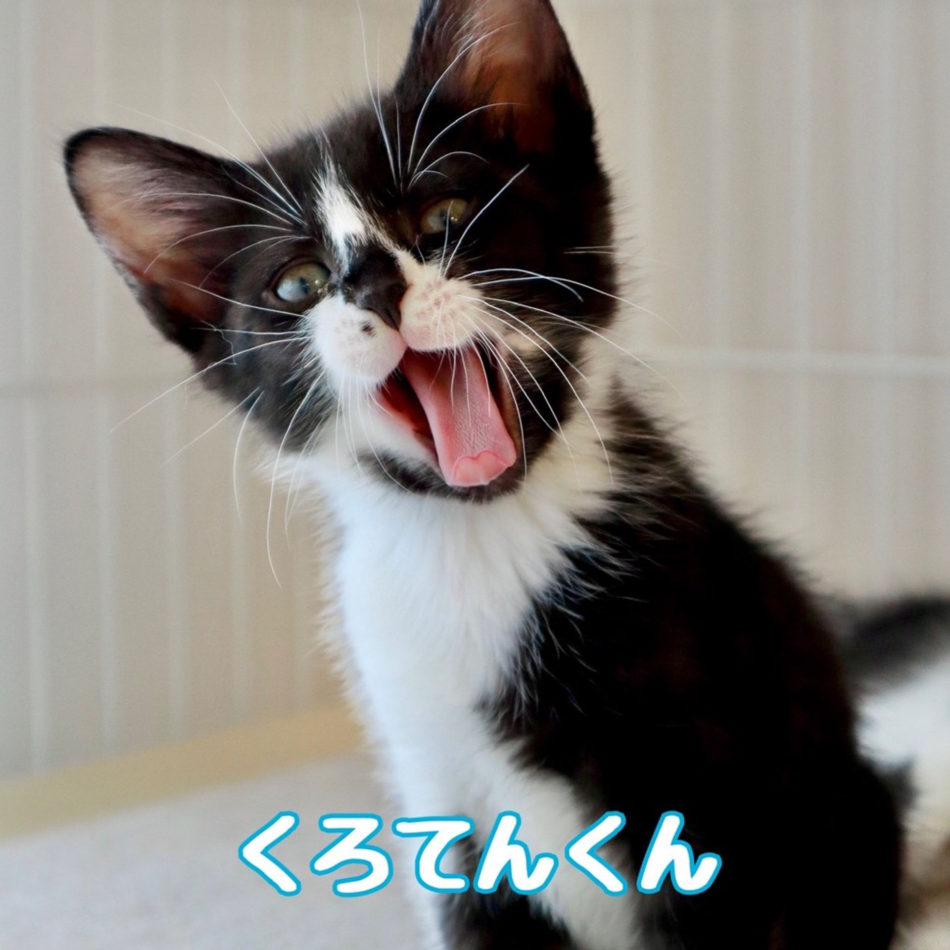 雑種（ミックス猫）・オスの里親募集の写真