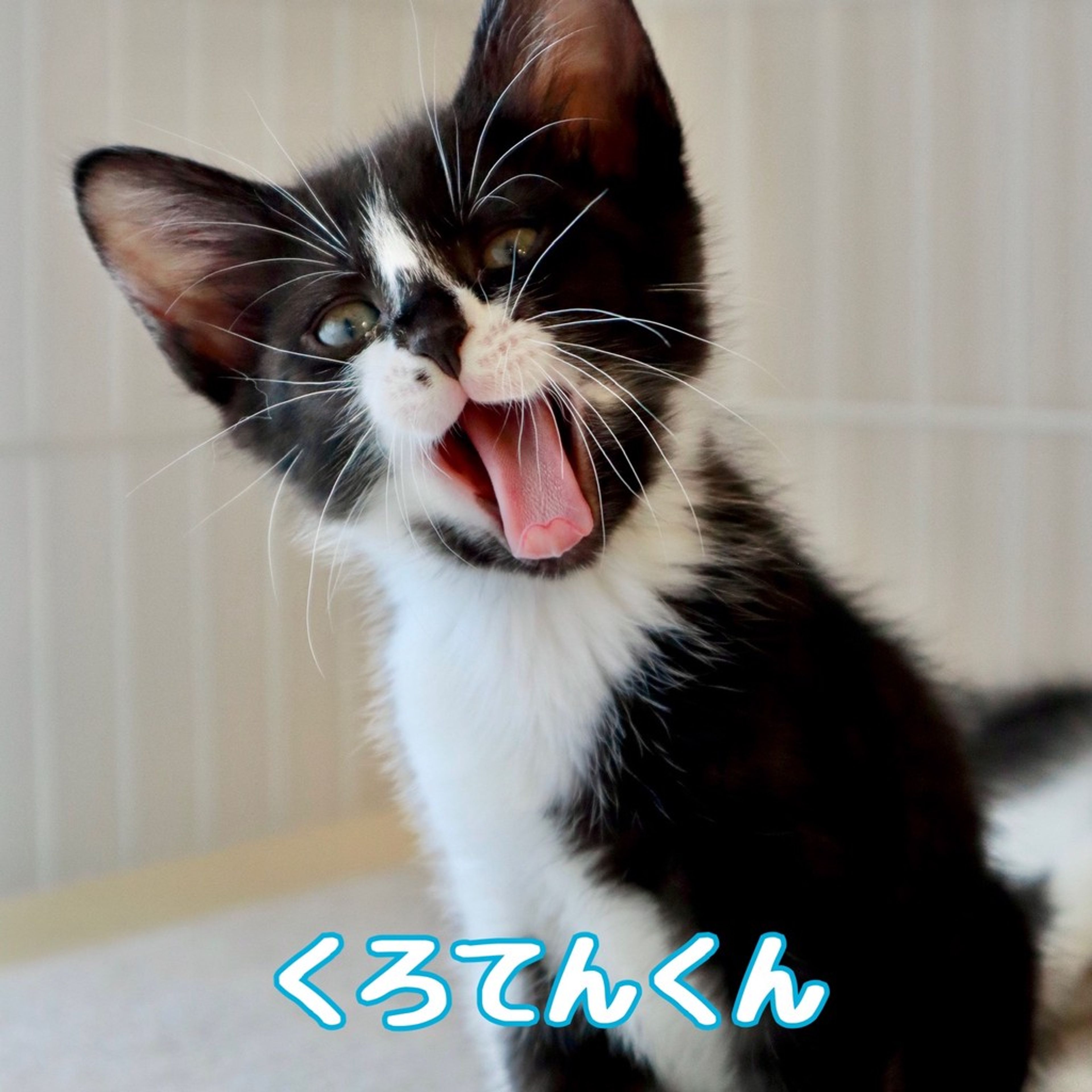 雑種（ミックス猫）・オスの里親募集の写真