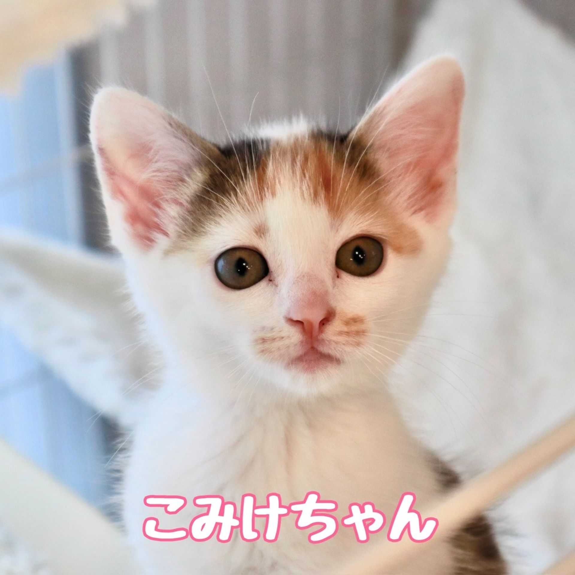 雑種（ミックス猫）・メスの里親募集の写真