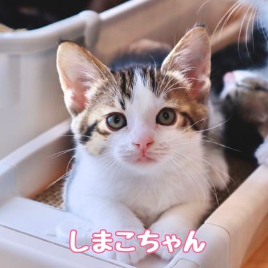 しまこの写真