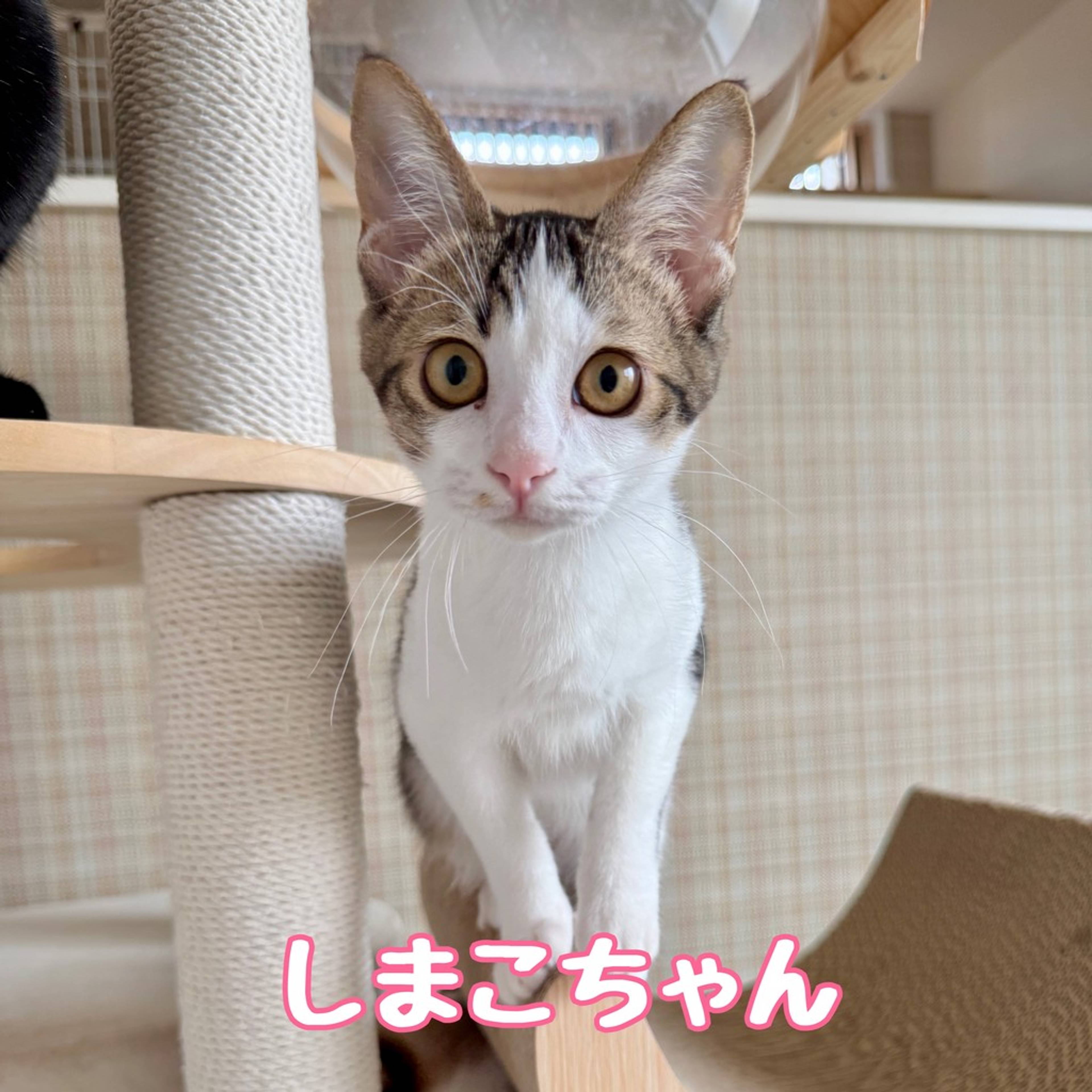 雑種（ミックス猫）・メスの里親募集の写真