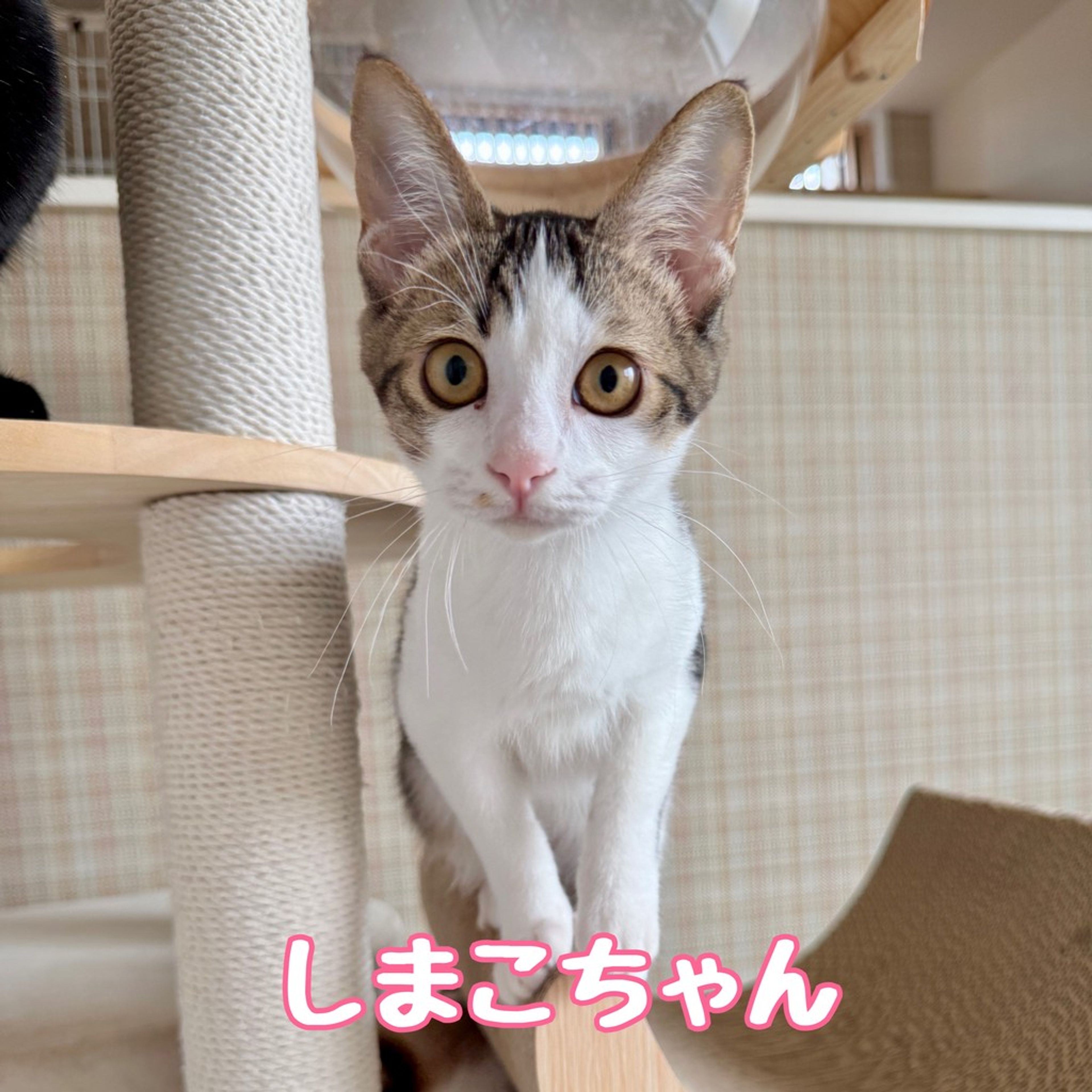 雑種（ミックス猫）・メスの里親募集の写真