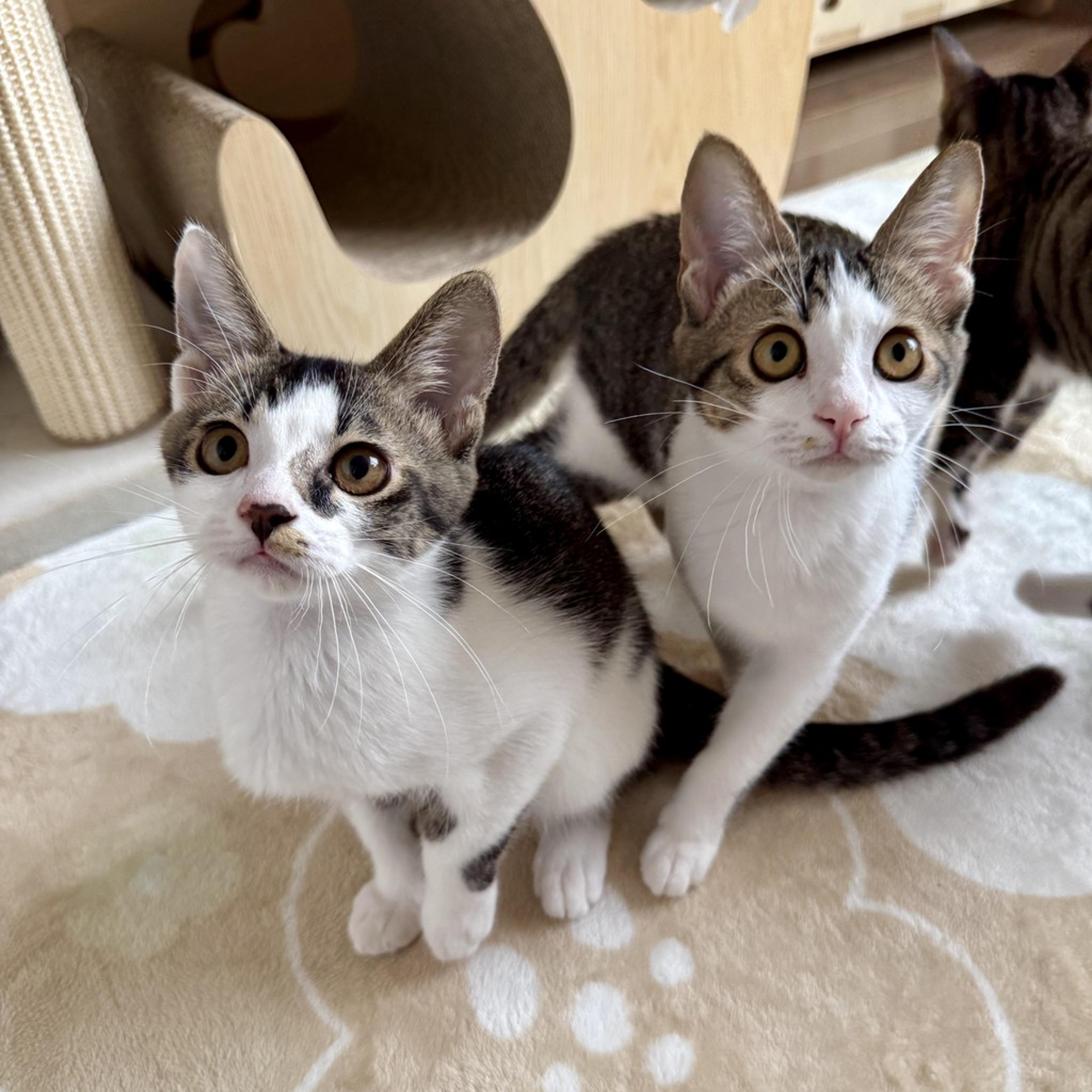 pet-image-4