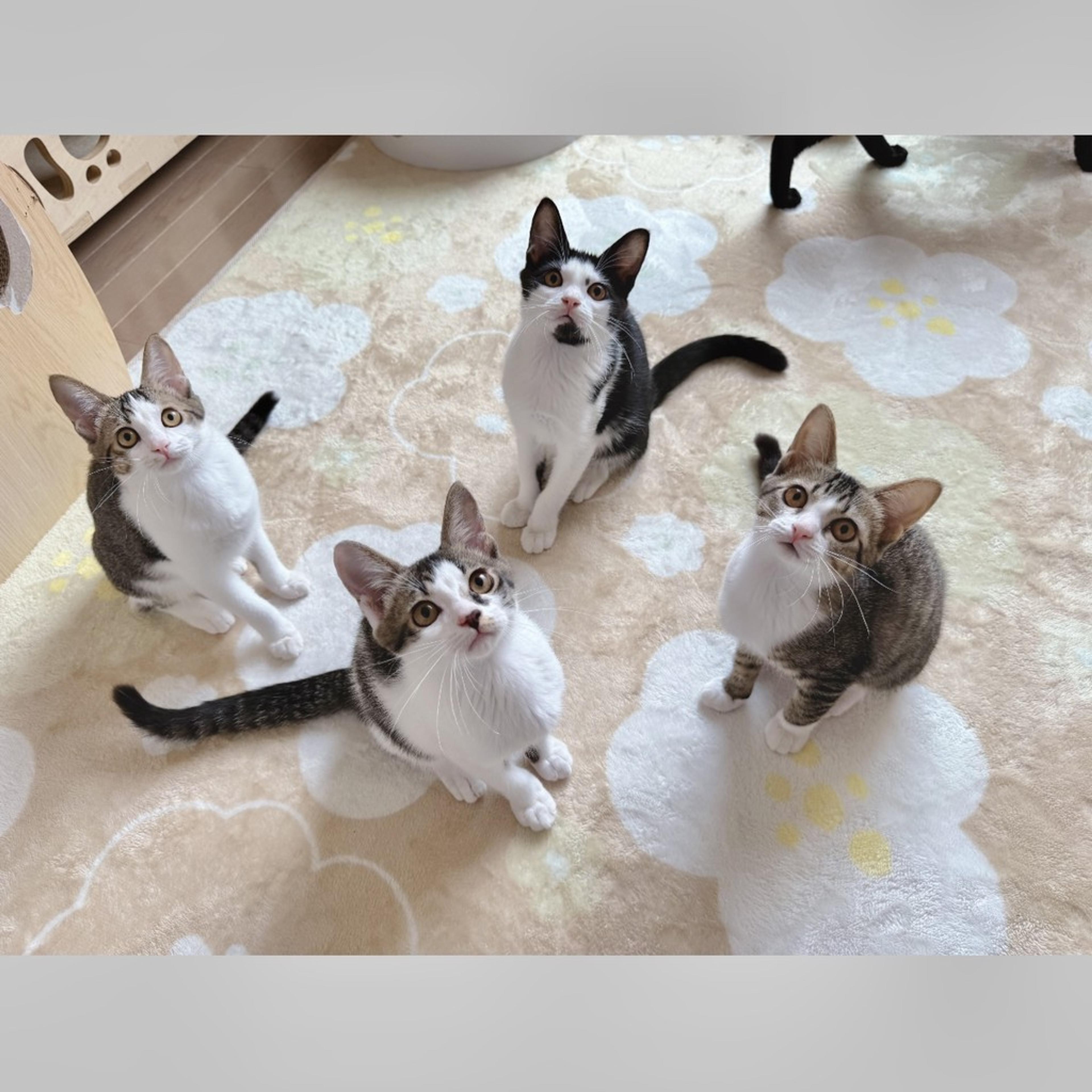 pet-image-6