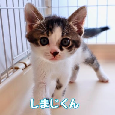 しまじの写真