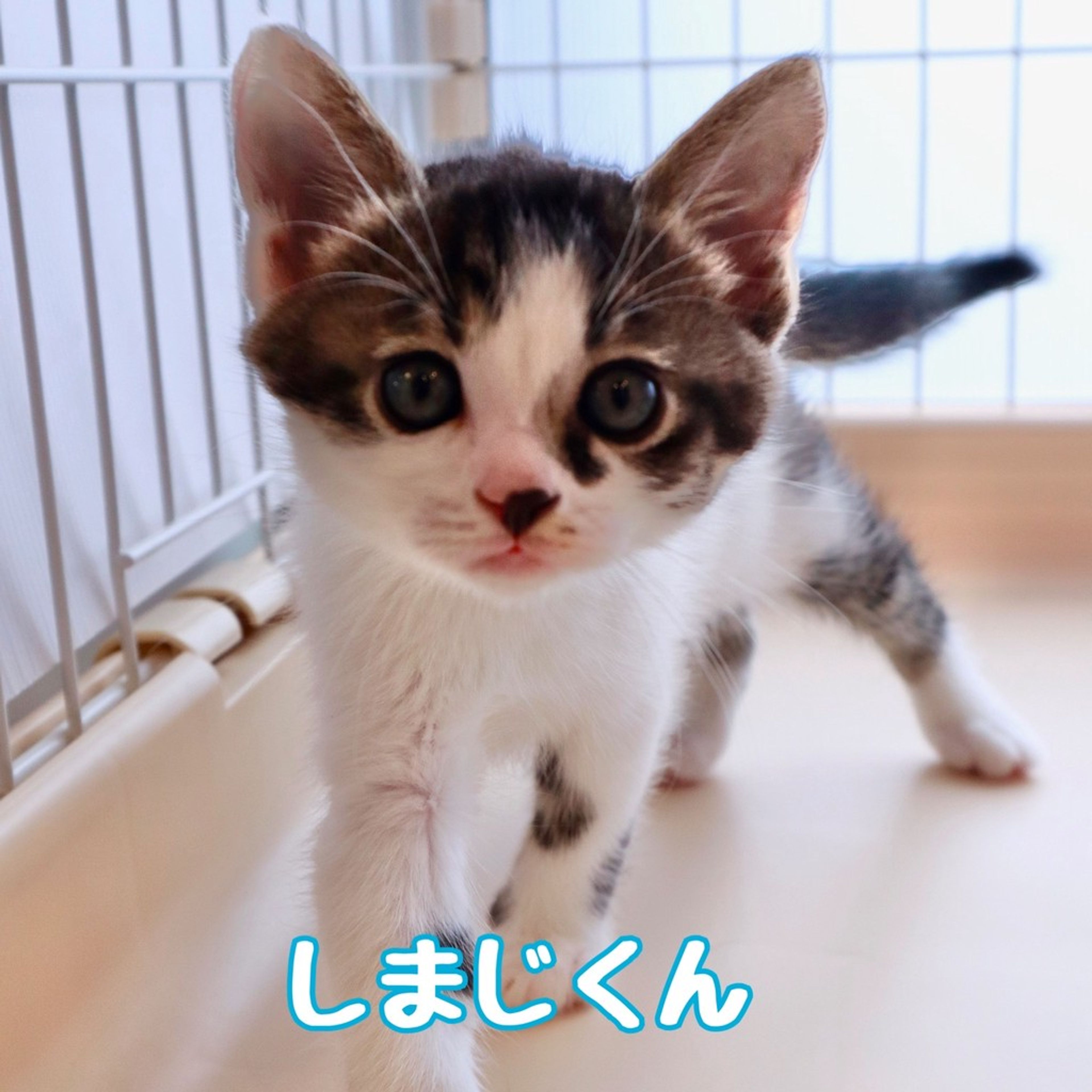 雑種（ミックス猫）・オスの里親募集の写真