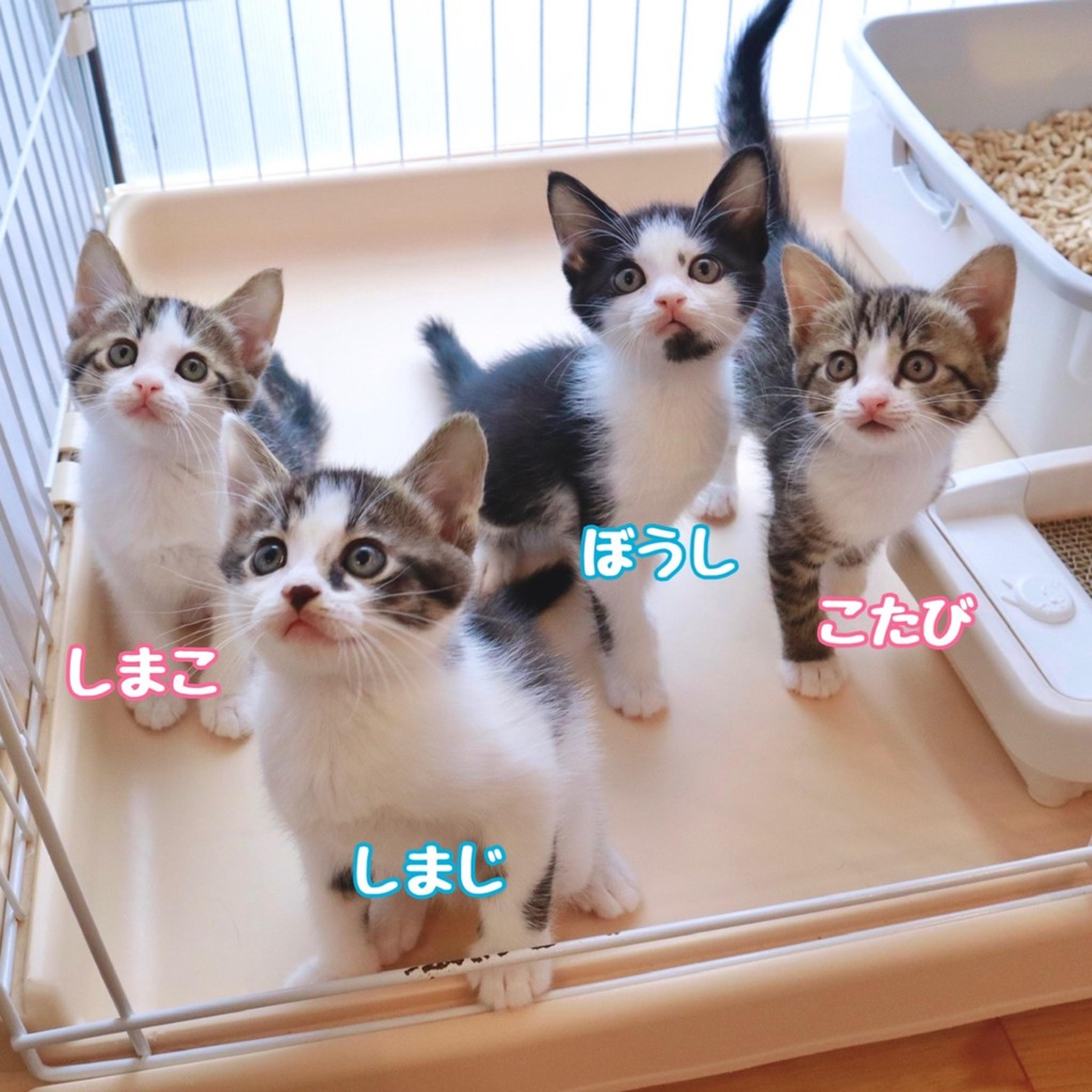 pet-image-2
