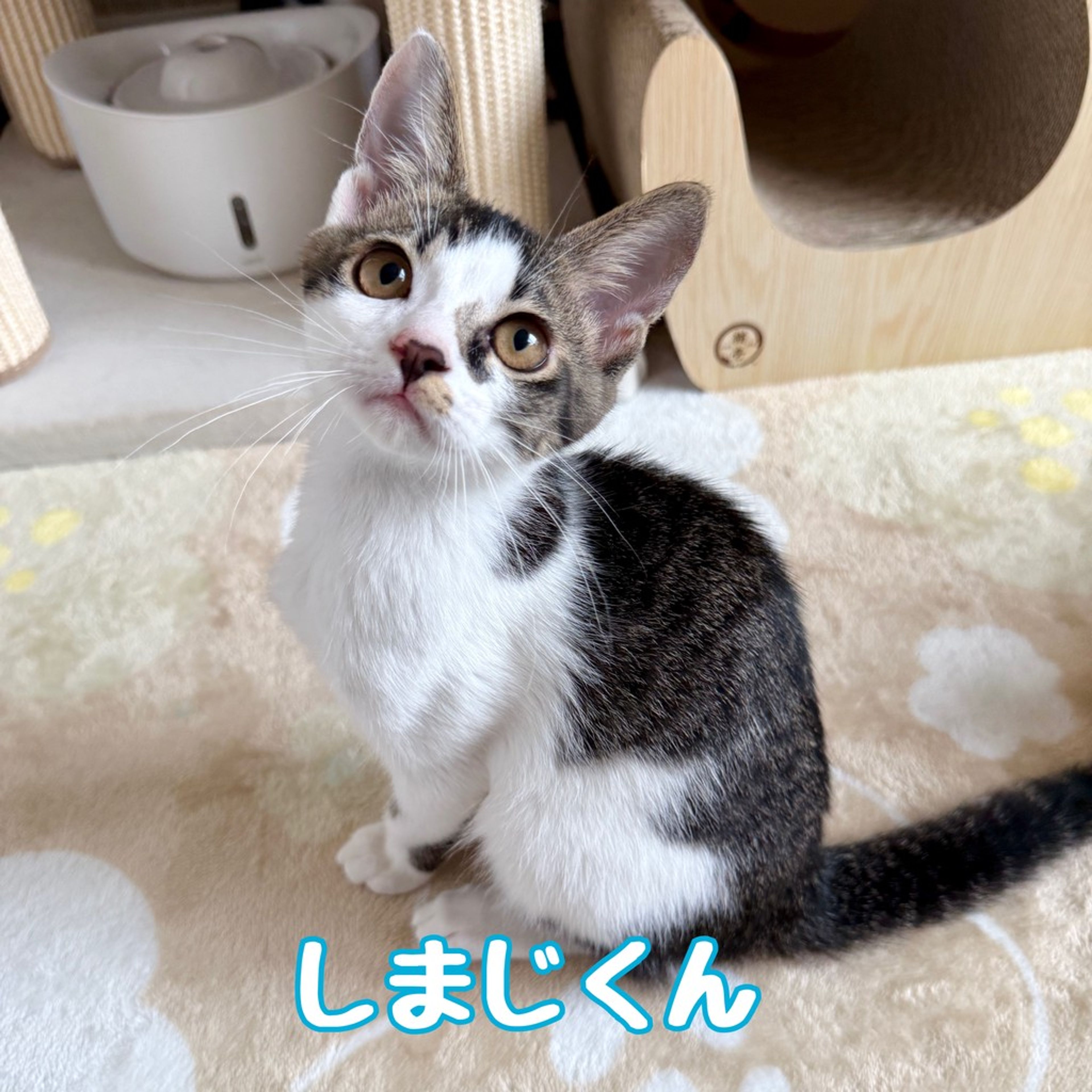 雑種（ミックス猫）・オスの里親募集の写真