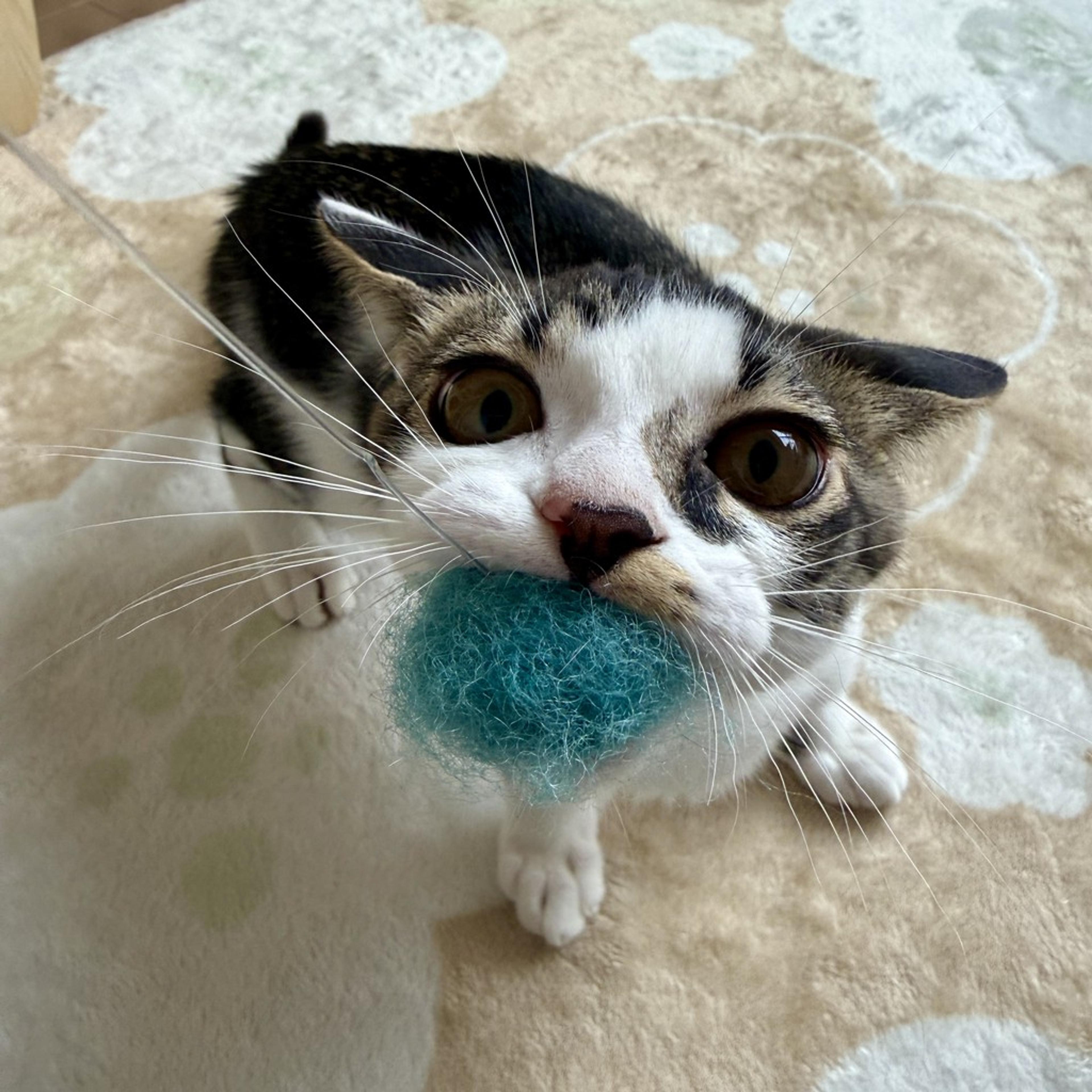 pet-image-2