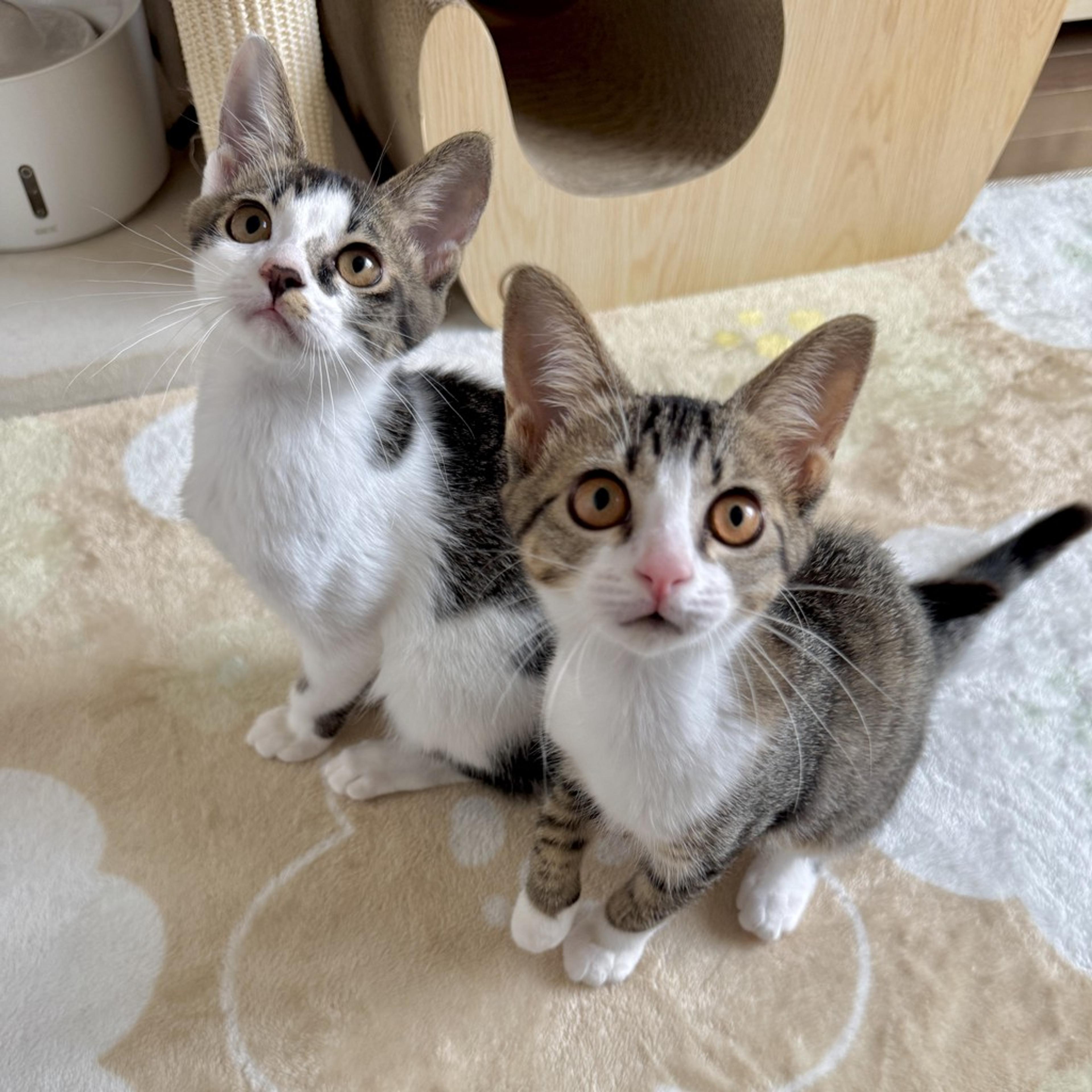pet-image-3