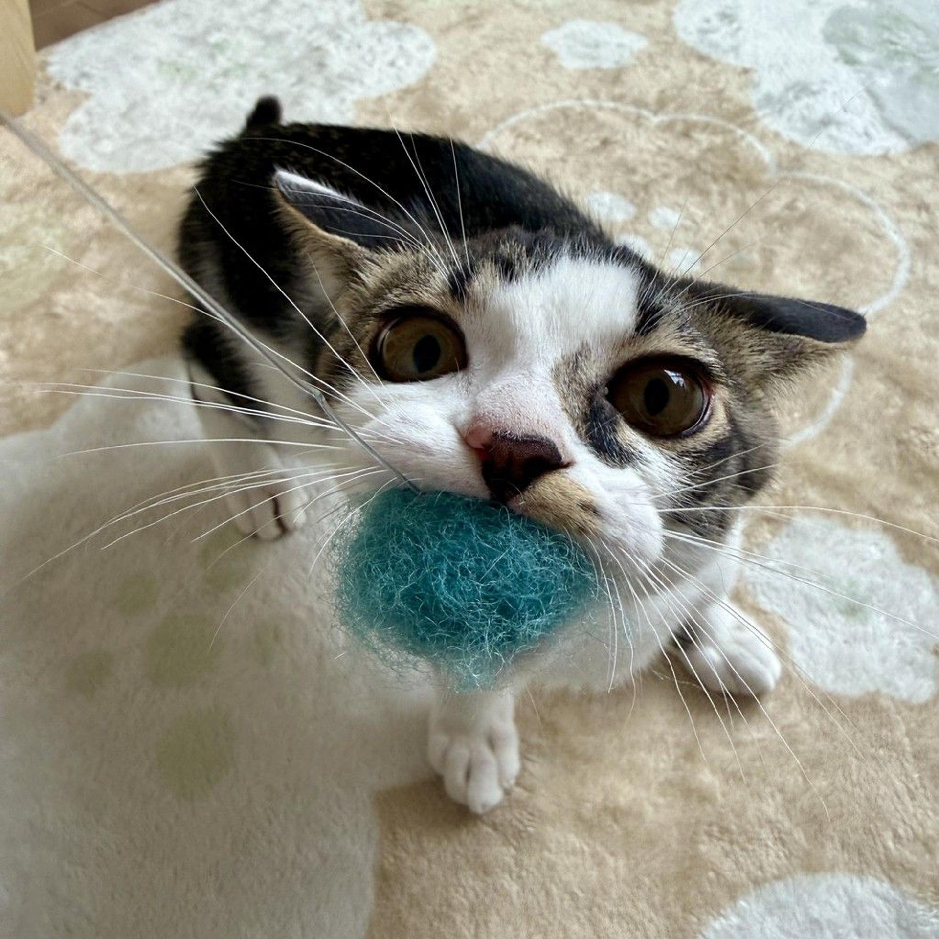 pet-image-2