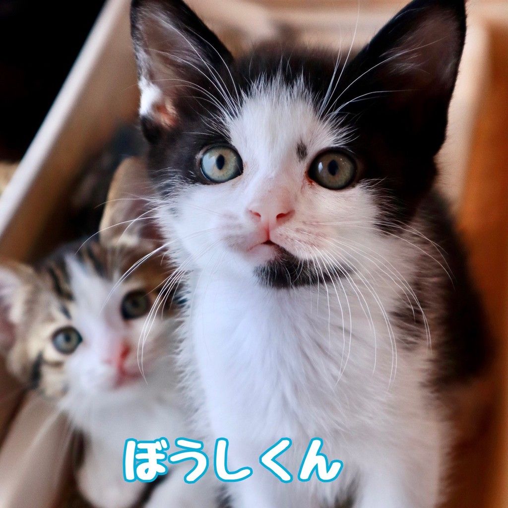 6/21譲渡会】2匹一緒 | 雑種（ミックス猫） | なら地域ねこの会