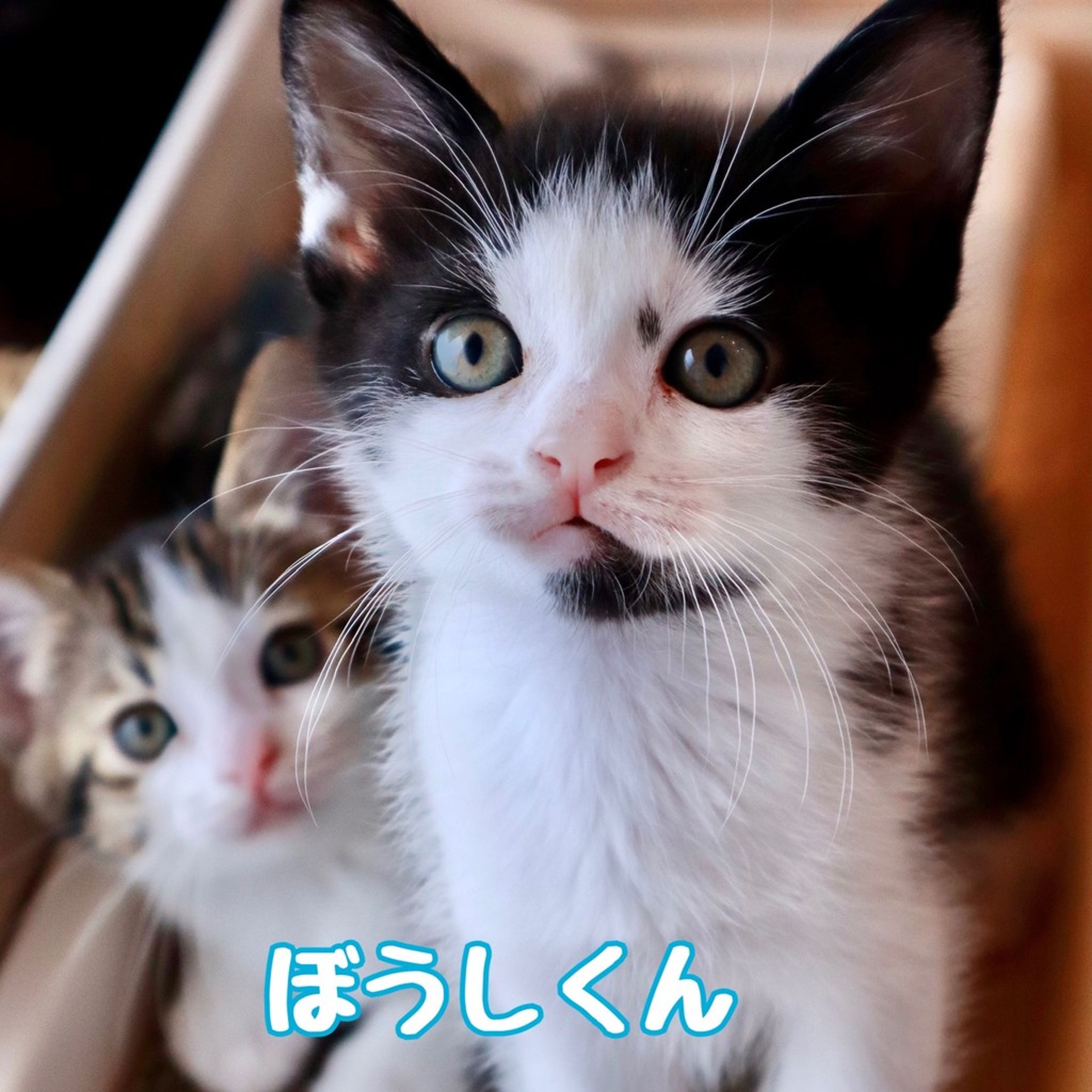 雑種（ミックス猫）・オスの里親募集の写真