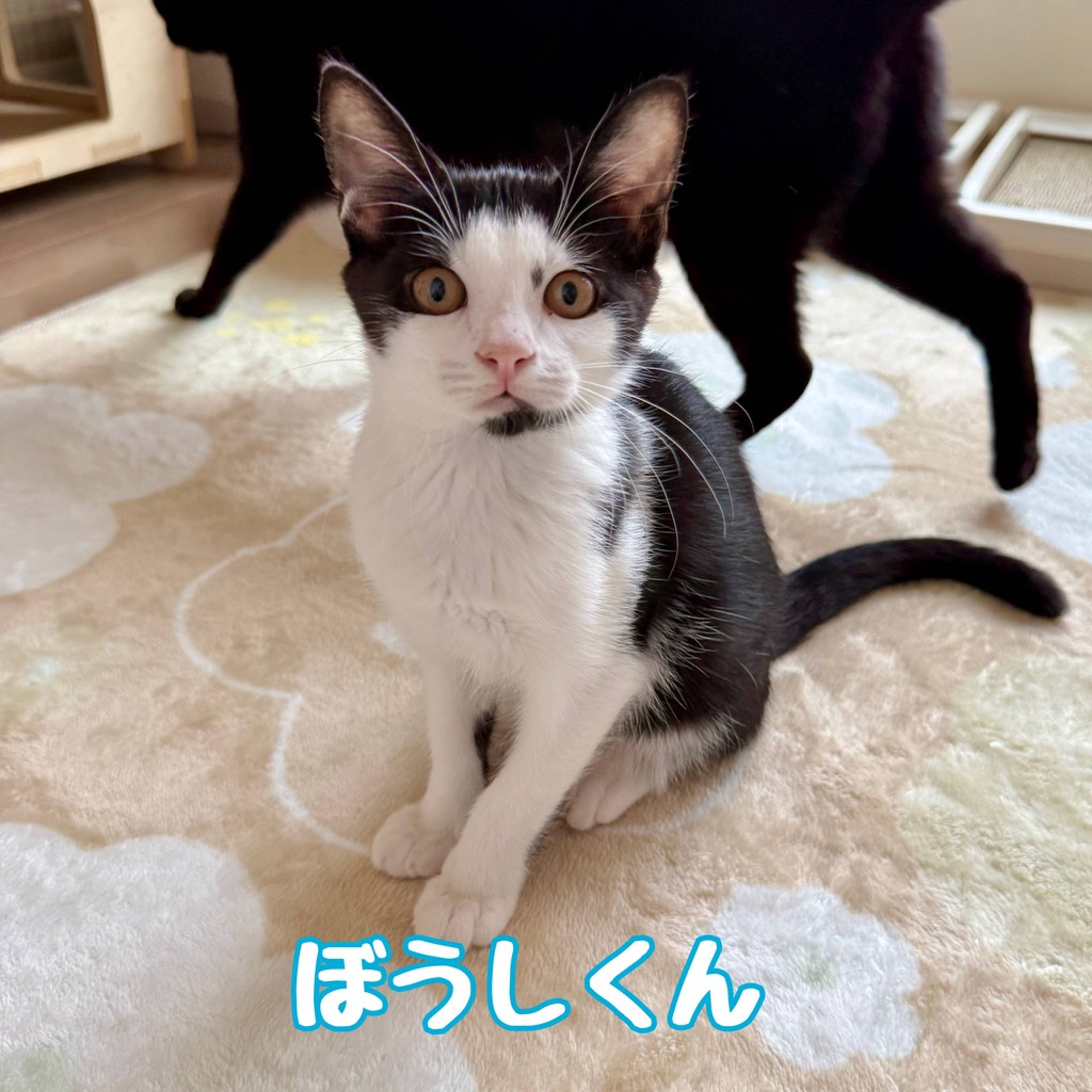 雑種（ミックス猫）・オスの里親募集の写真