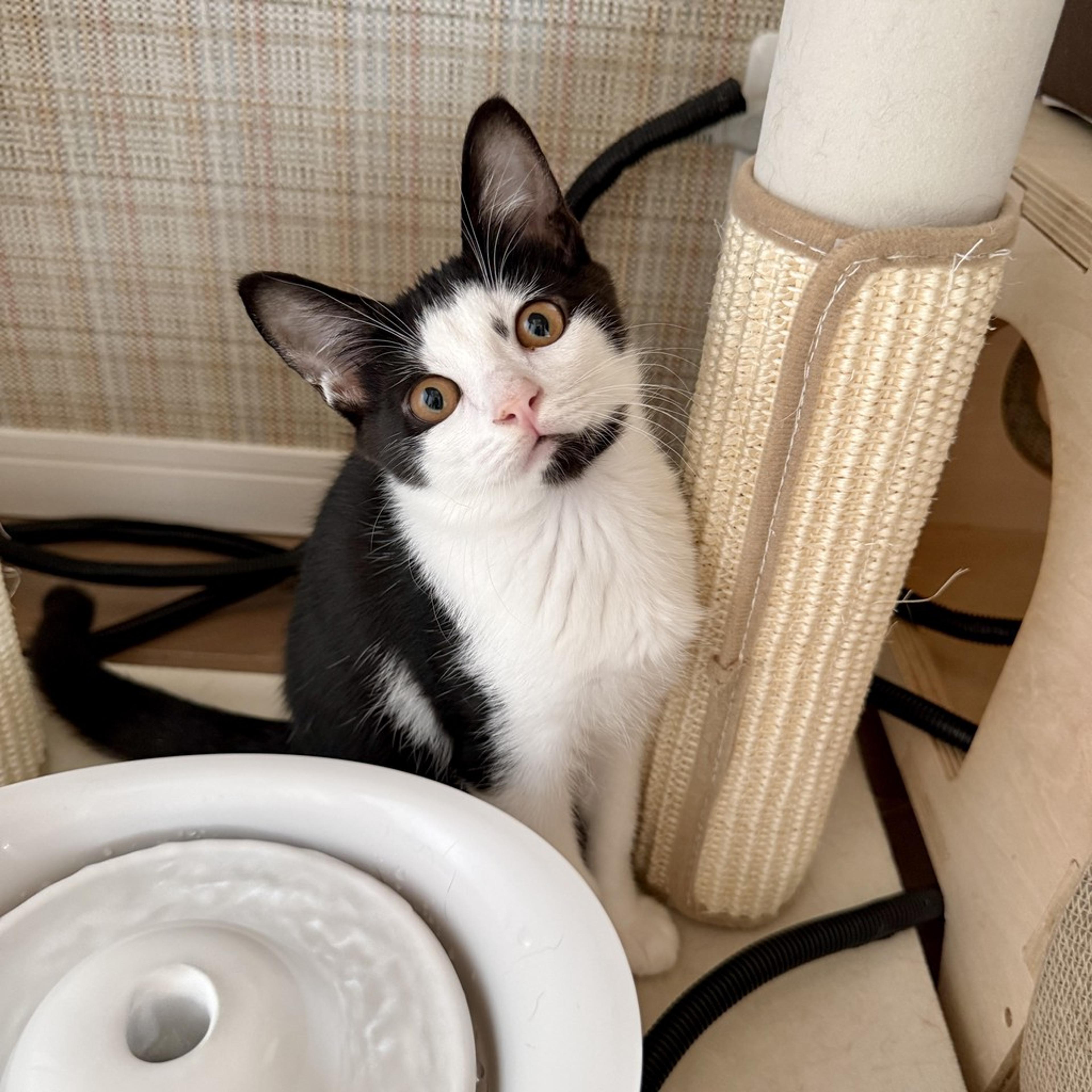 pet-image-2