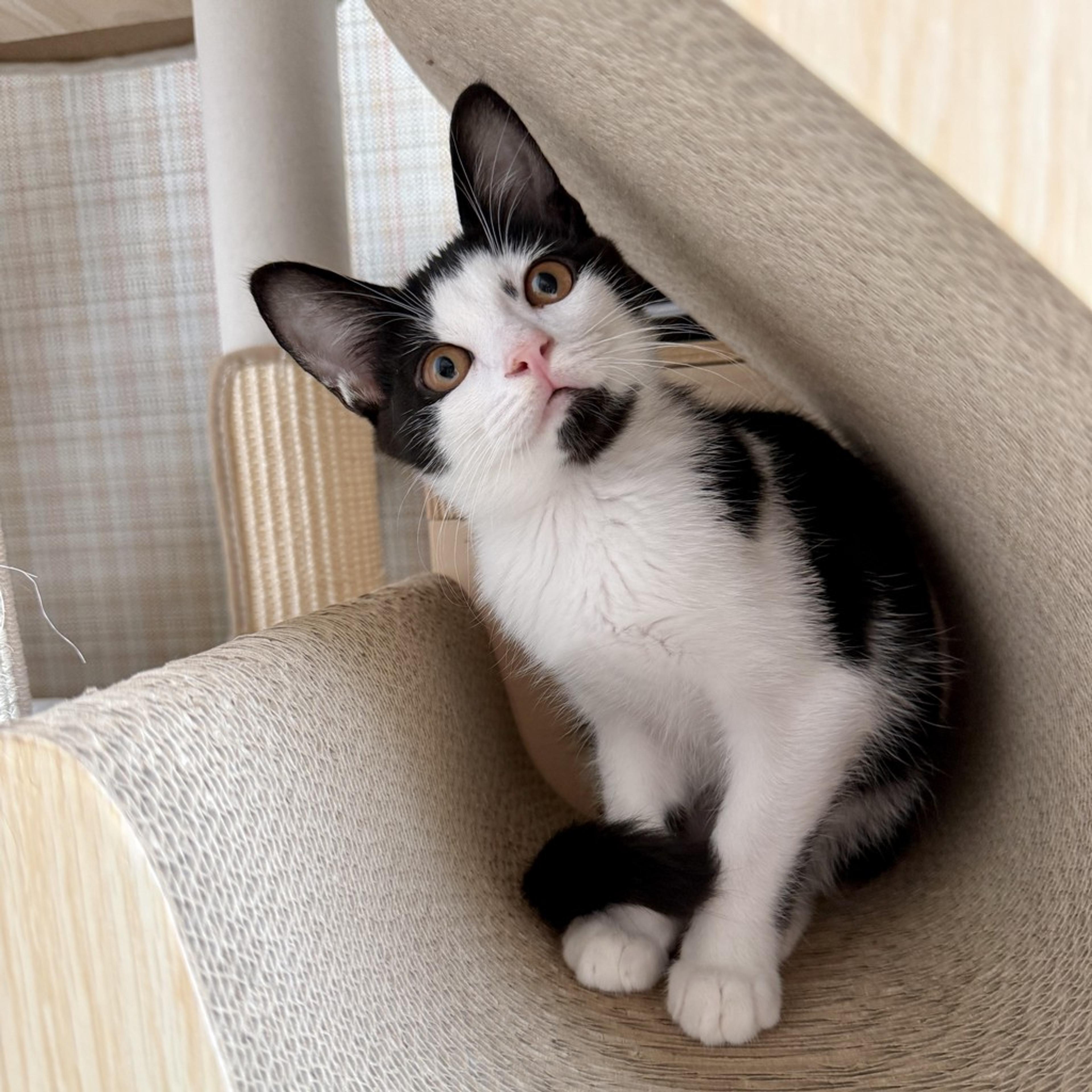 pet-image-3