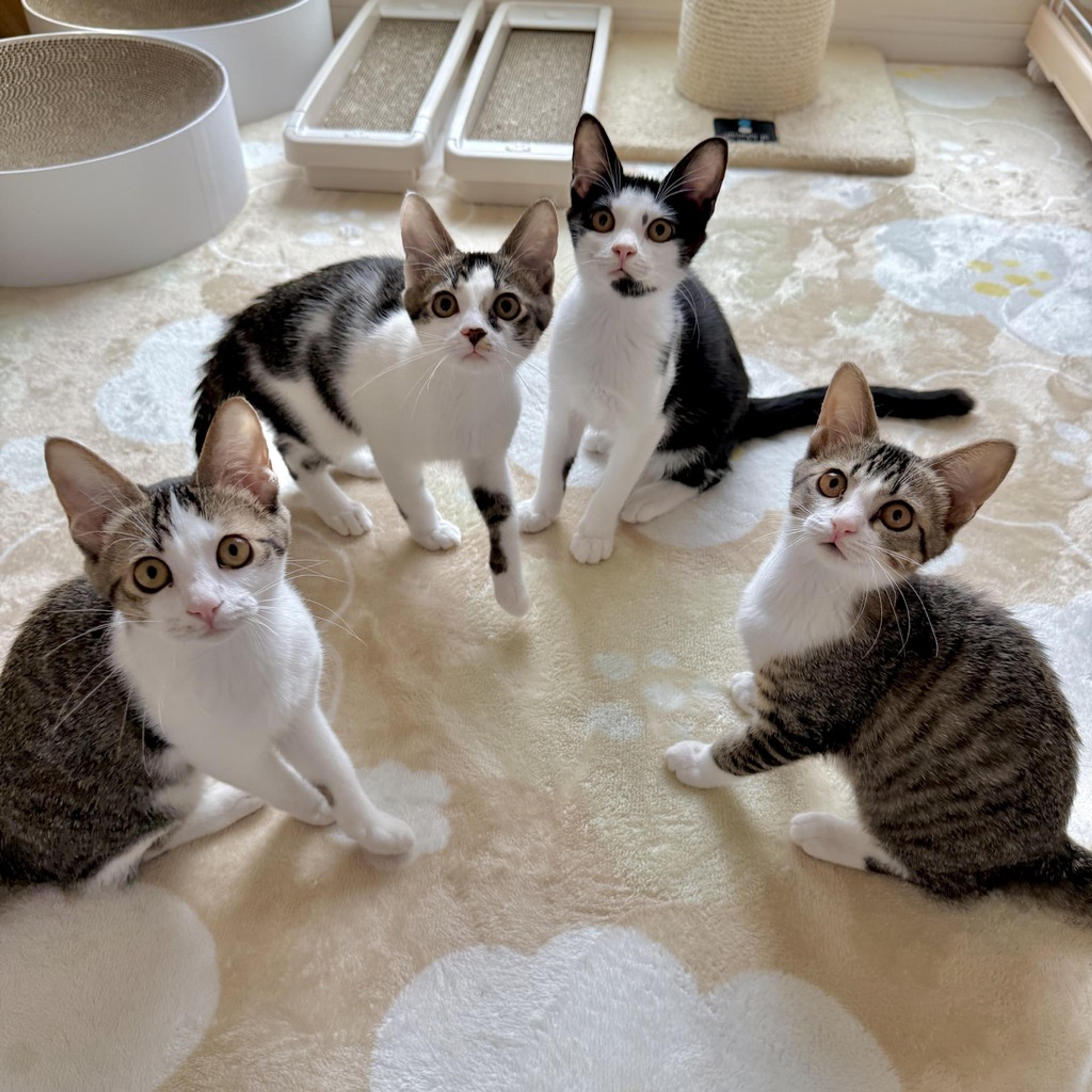 pet-image-5