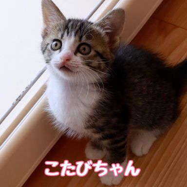 こたびの写真