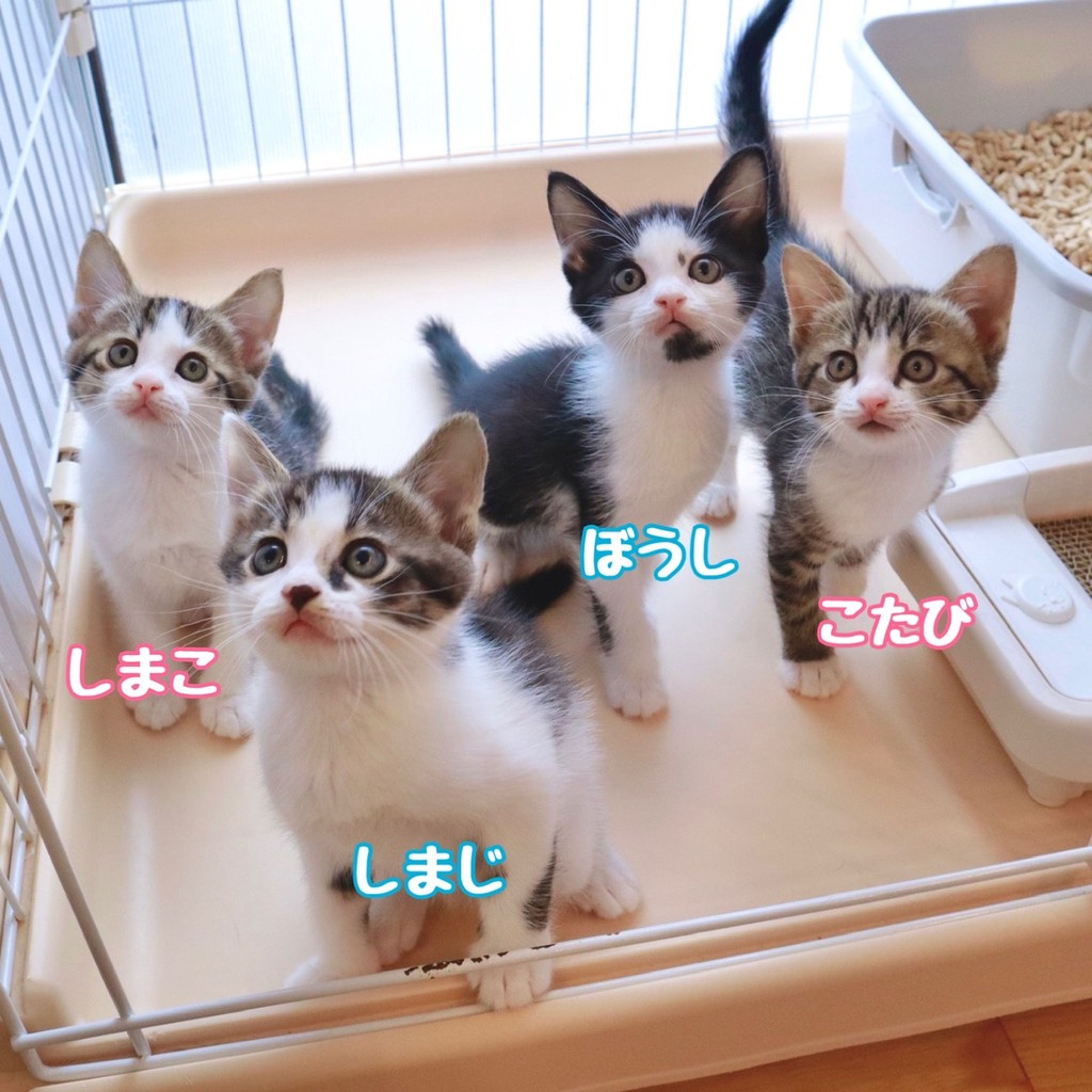 pet-image-2