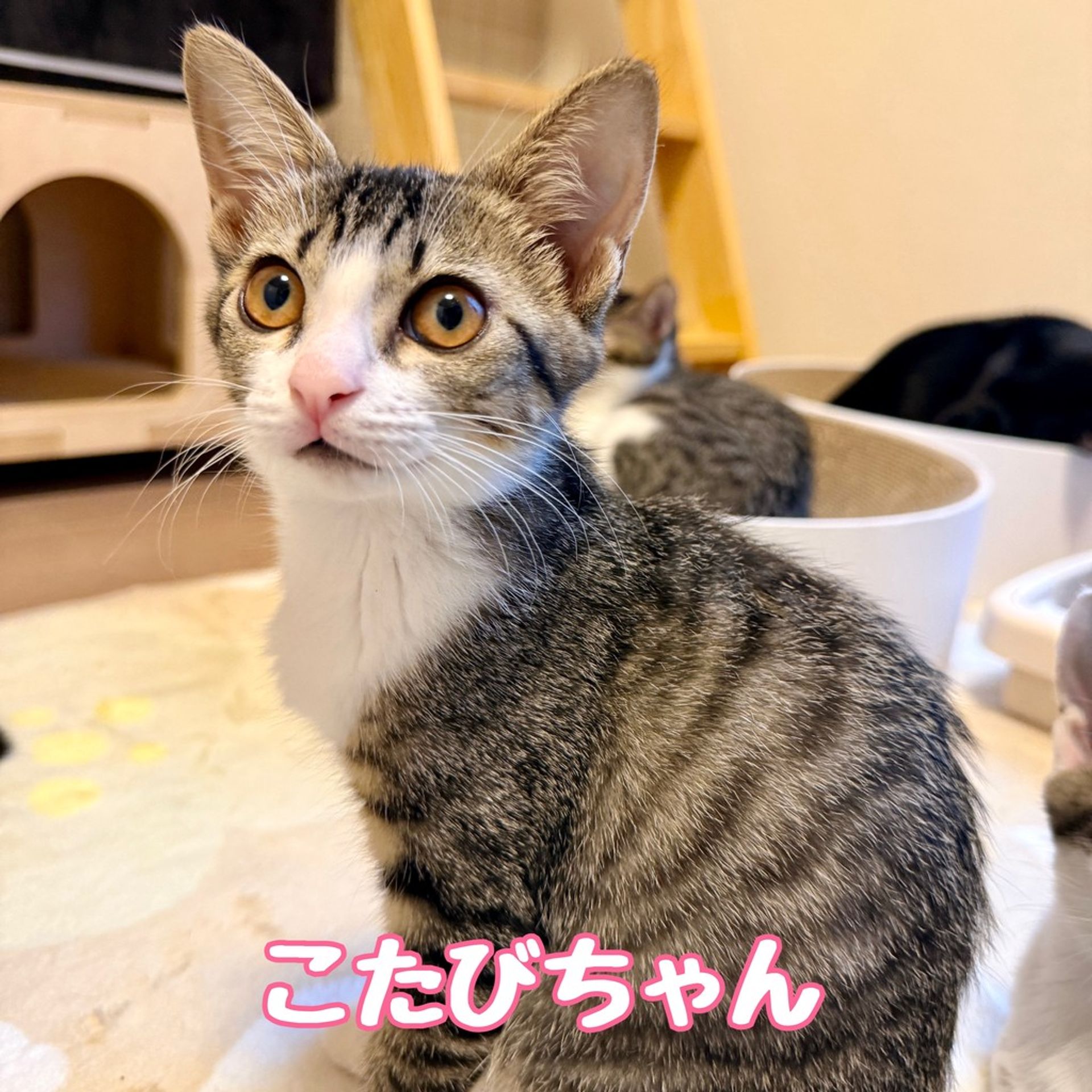 雑種（ミックス猫）・メスの里親募集の写真