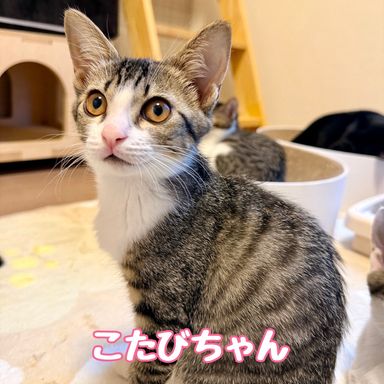 こたびの写真