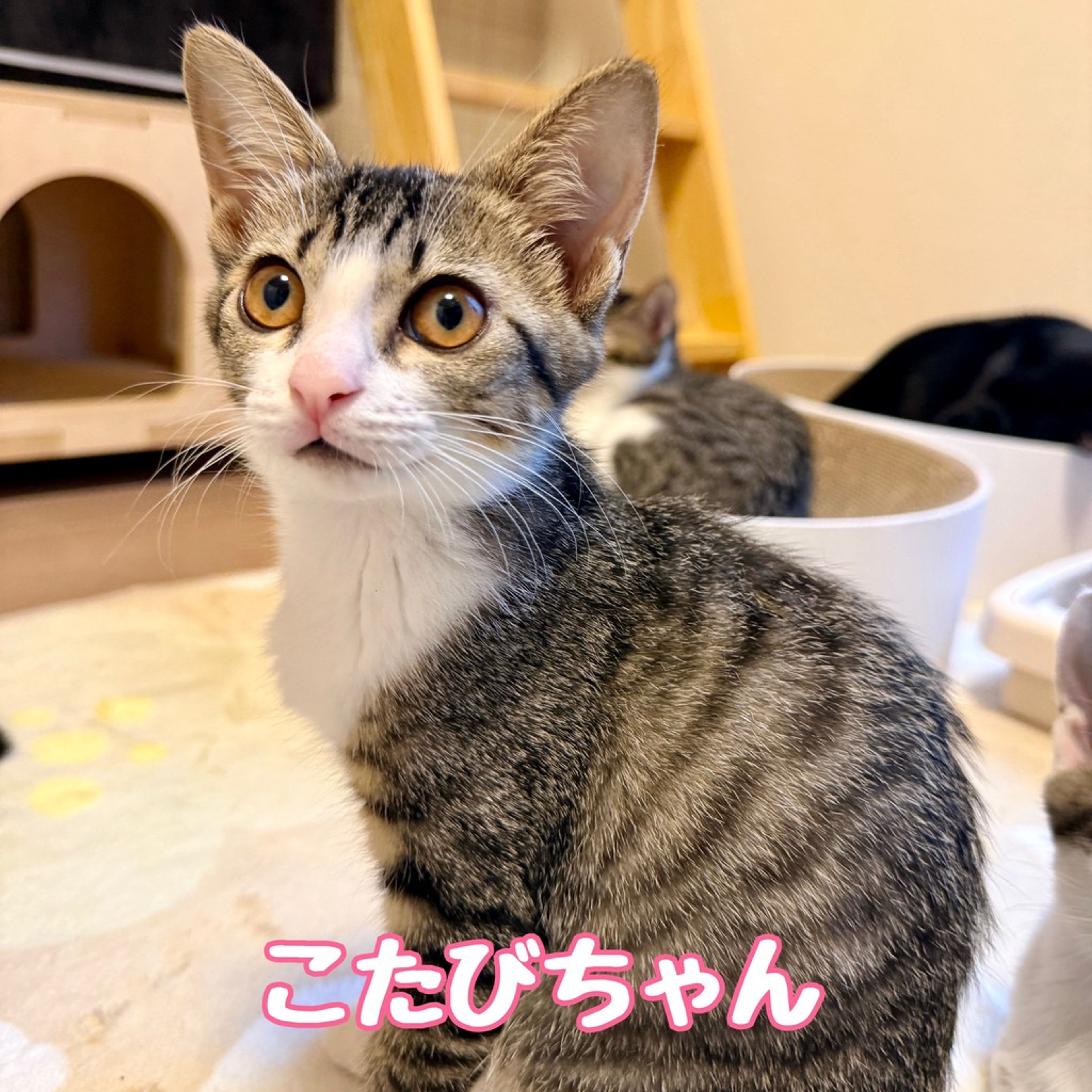 雑種（ミックス猫）・メスの里親募集の写真
