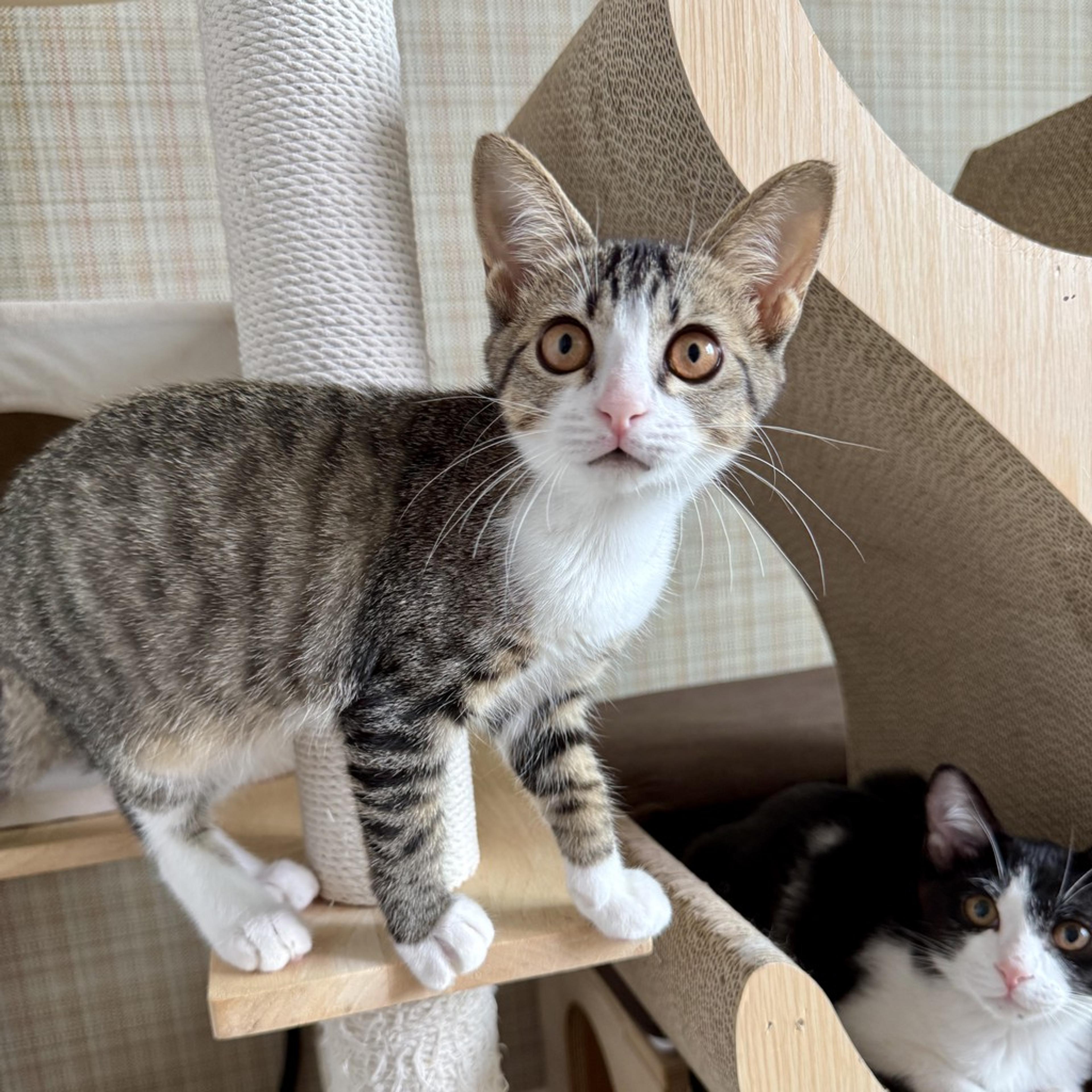 pet-image-3