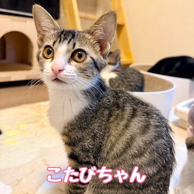こたびの写真