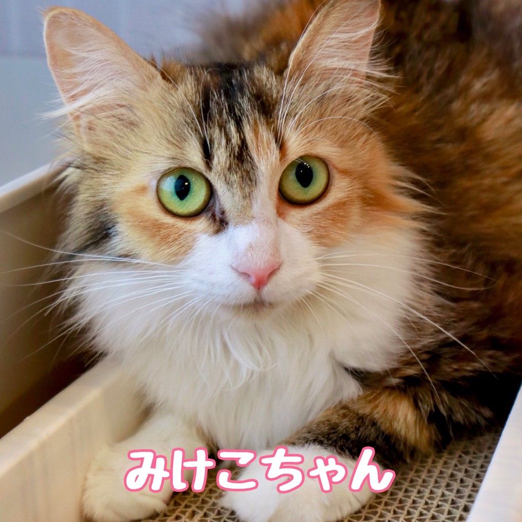 6/21譲渡会】1匹飼い | 雑種（ミックス猫） | なら地域ねこの会
