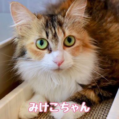 みけこの写真