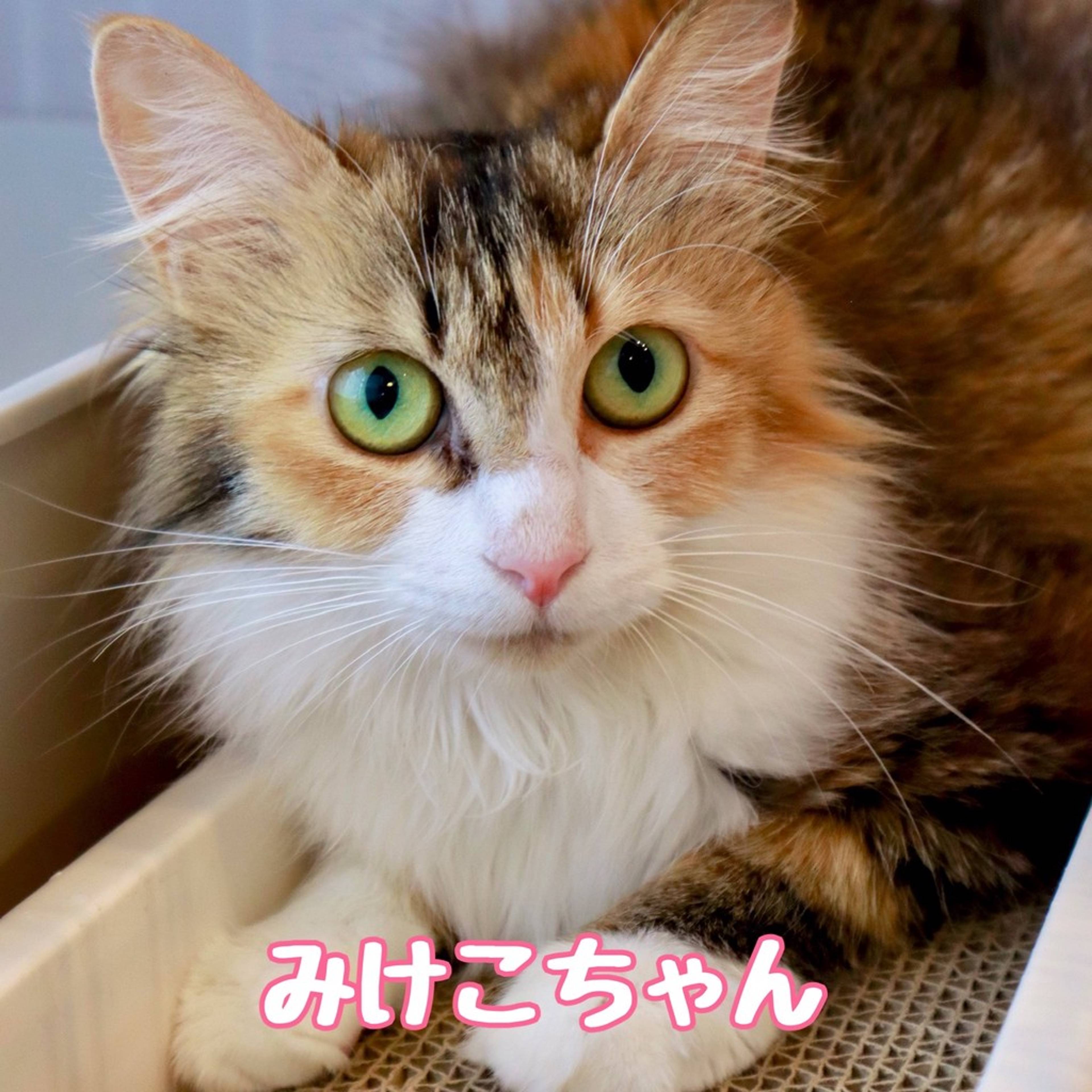 雑種（ミックス猫）・メスの里親募集の写真