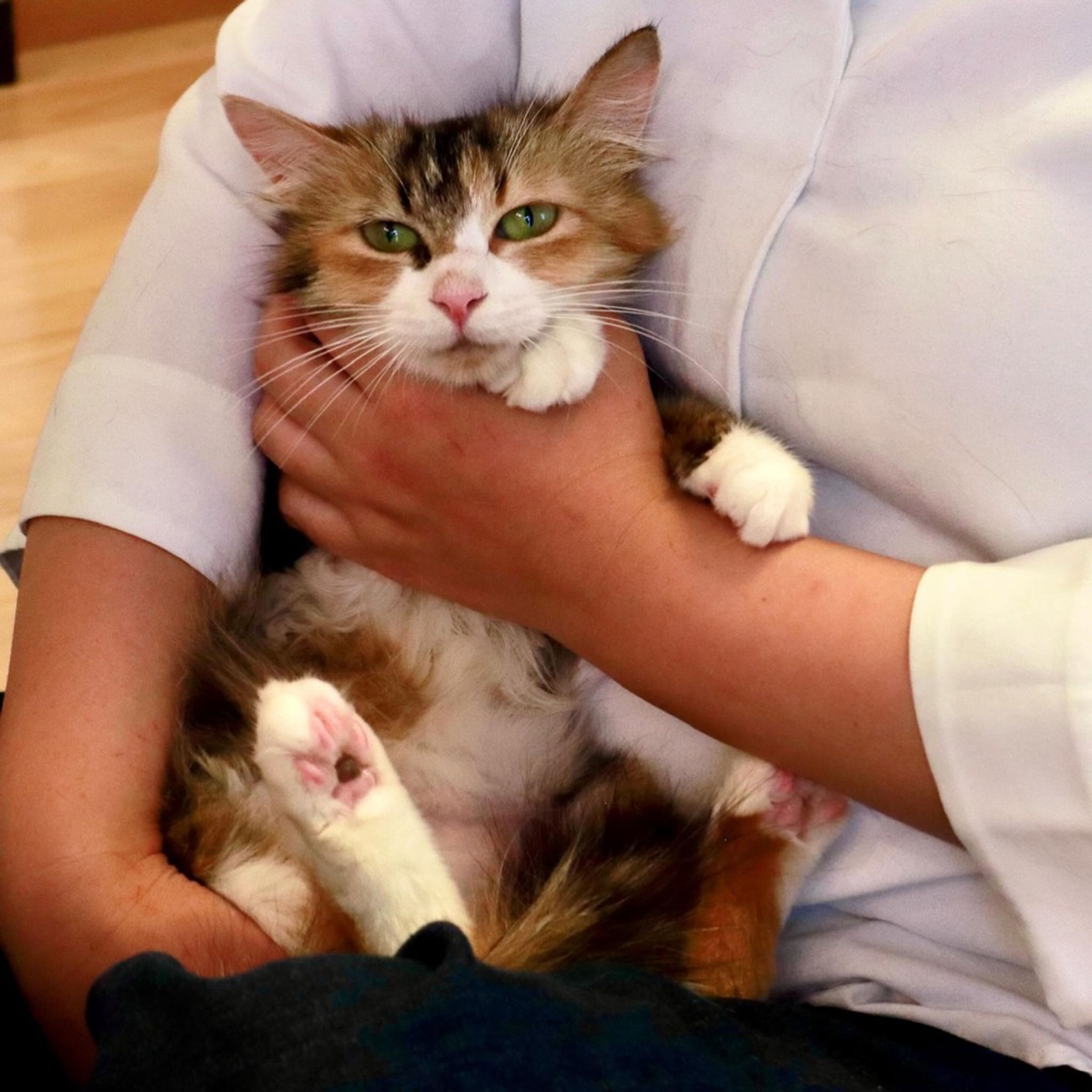 pet-image-3