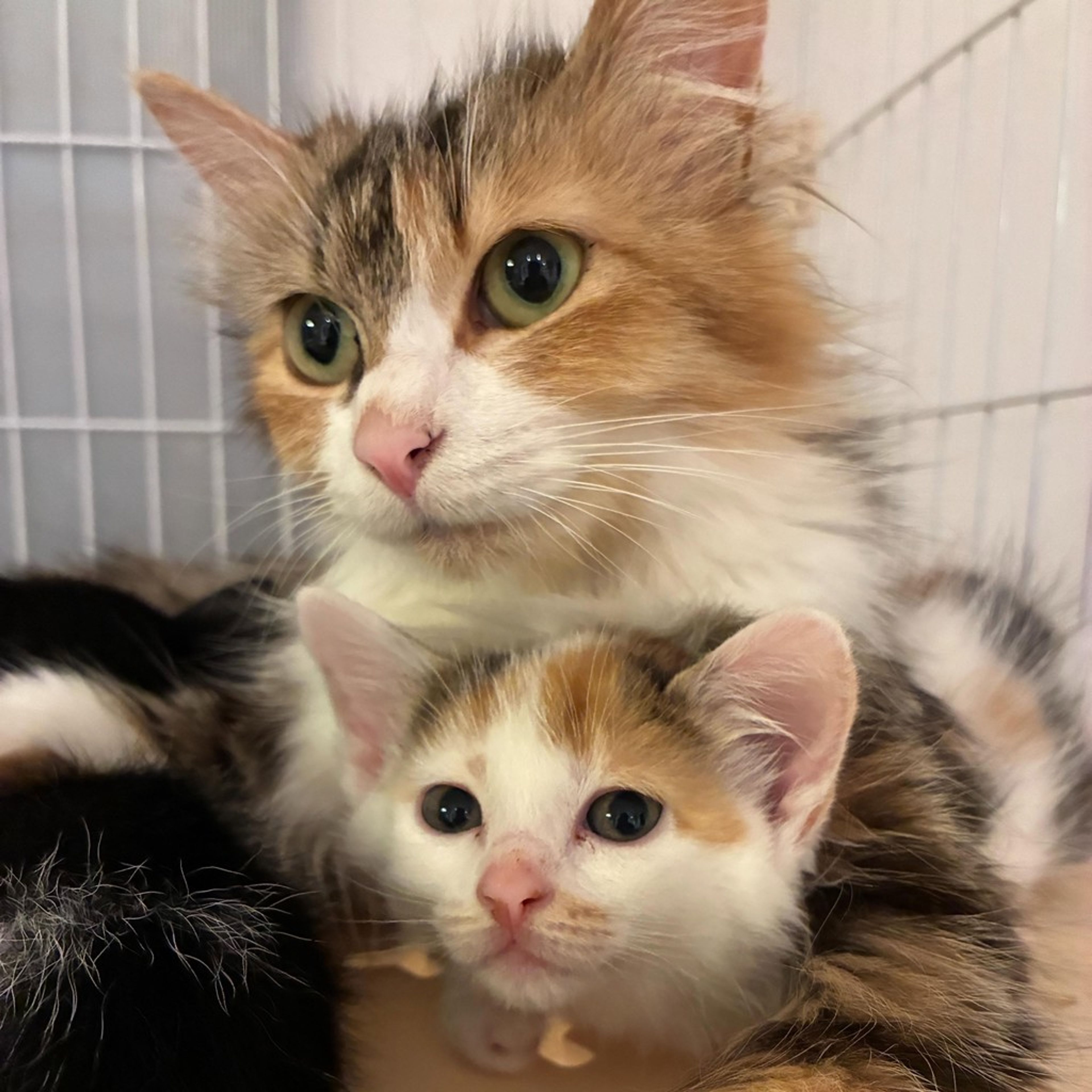 pet-image-4