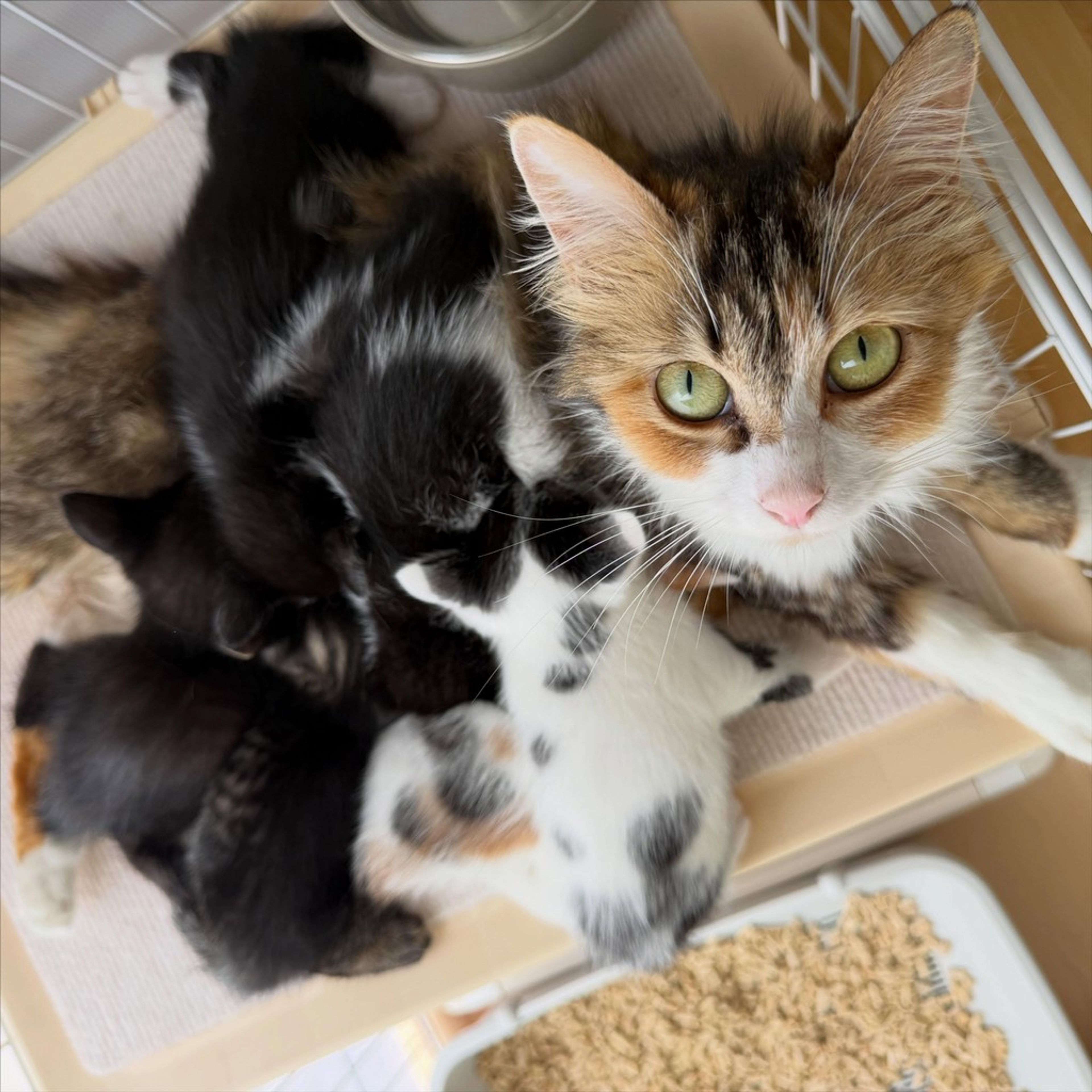 pet-image-5