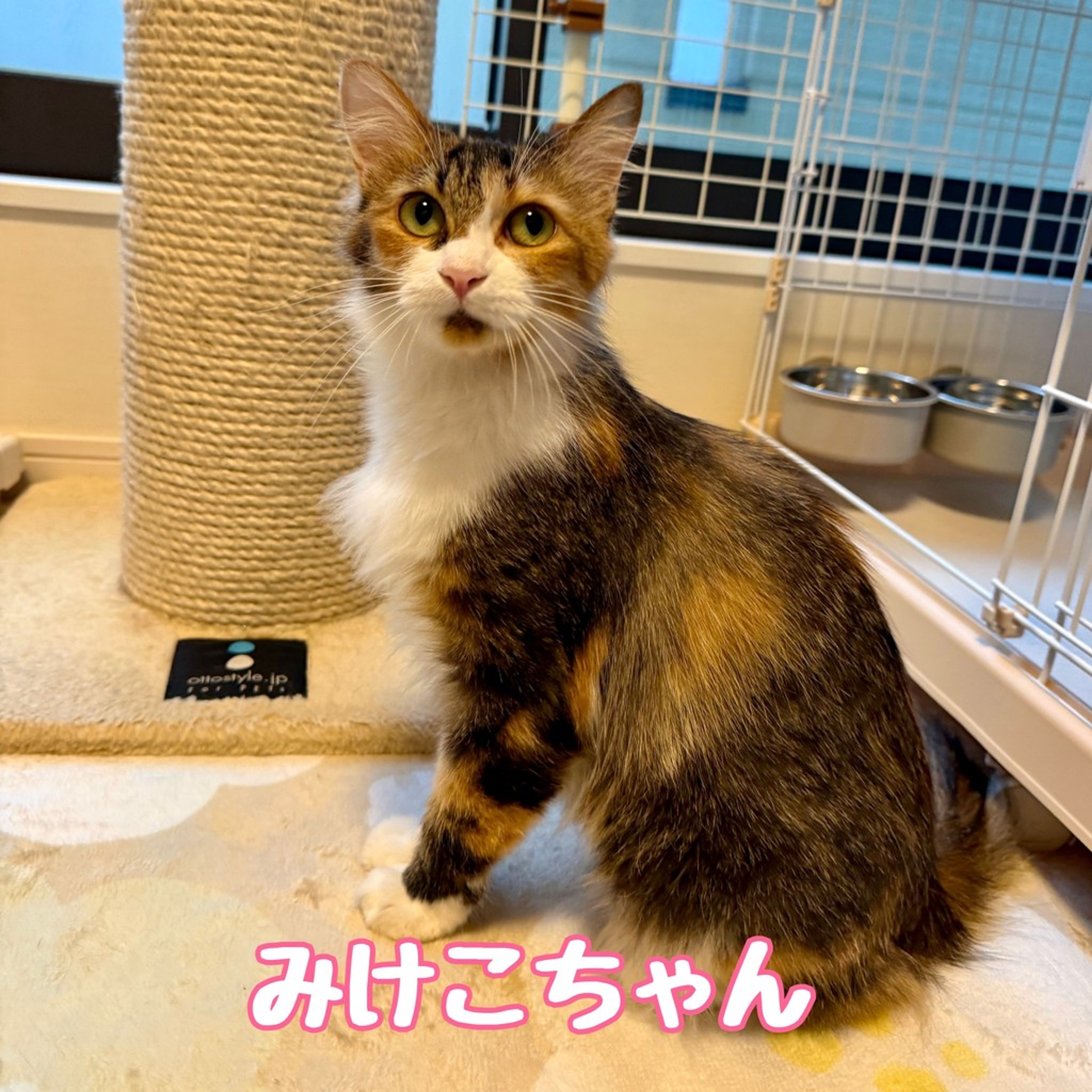 雑種（ミックス猫）・メスの里親募集の写真