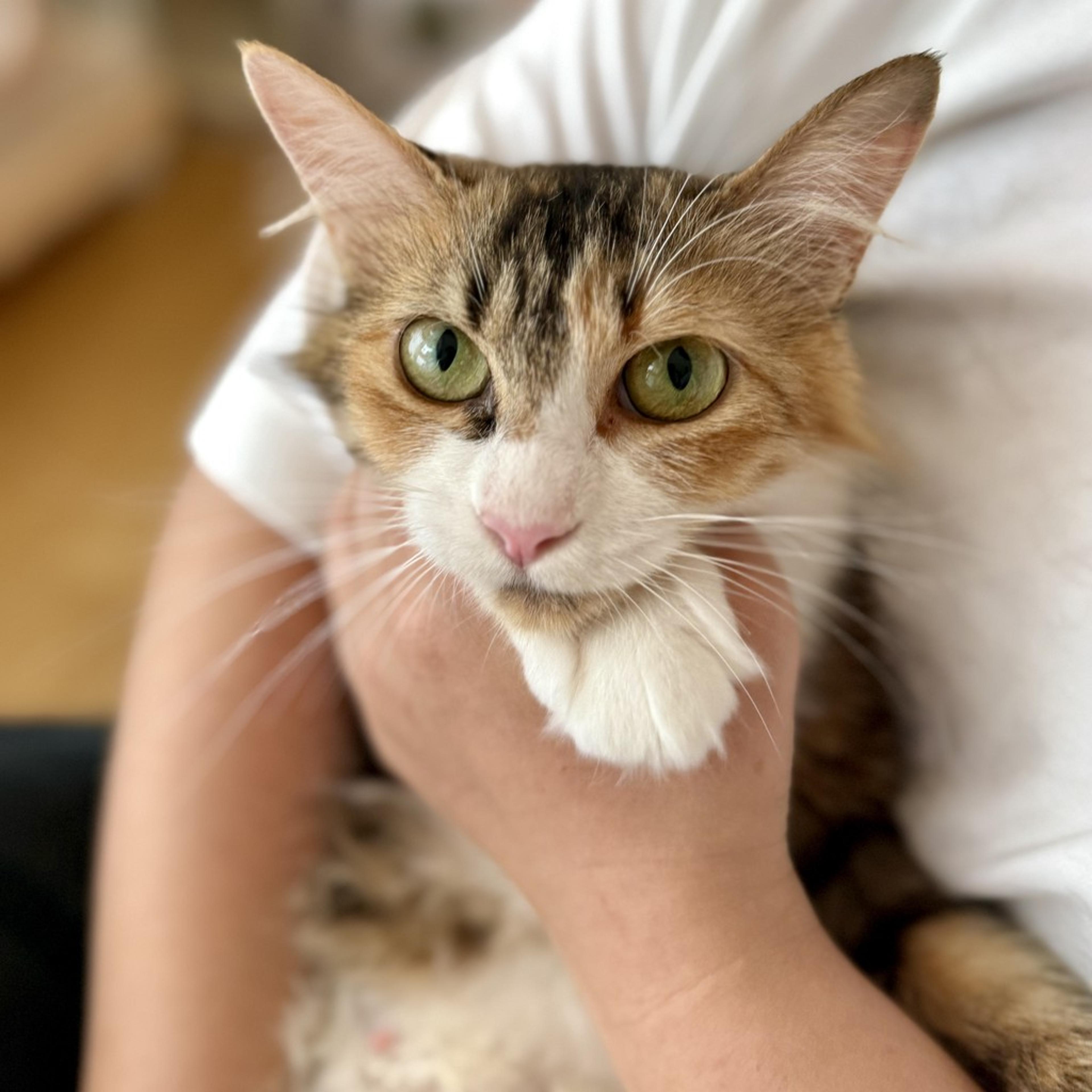 pet-image-2