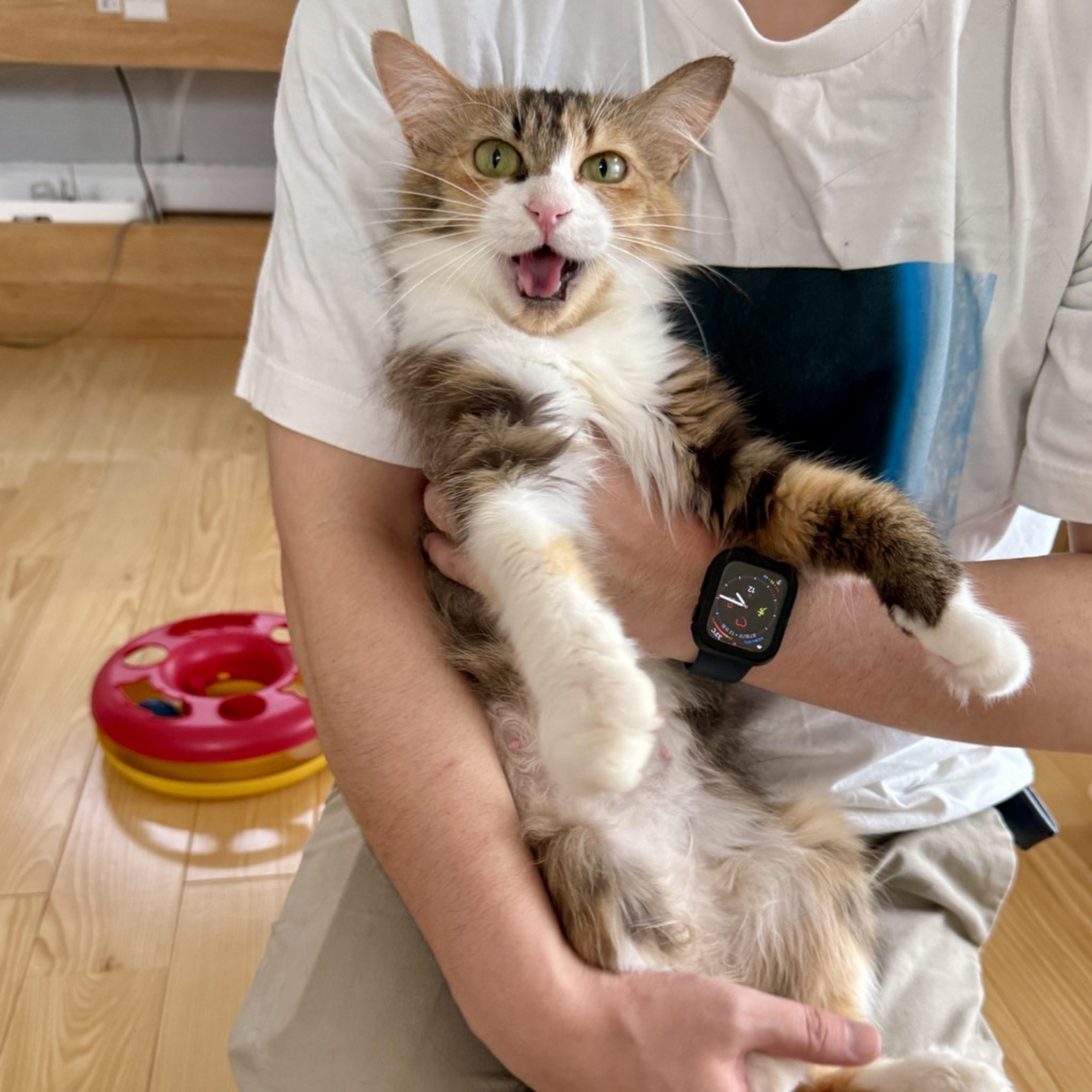 pet-image-3