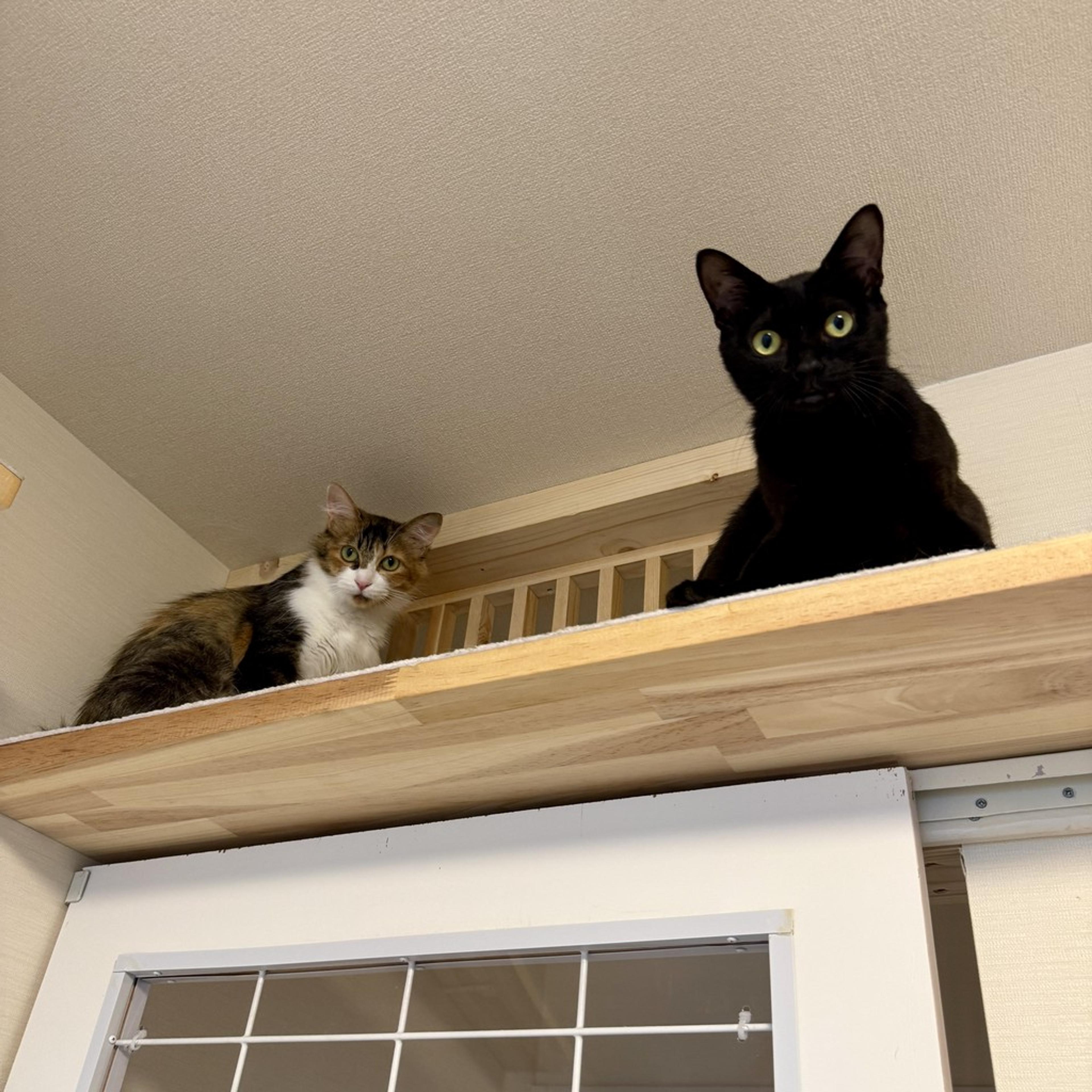 pet-image-7