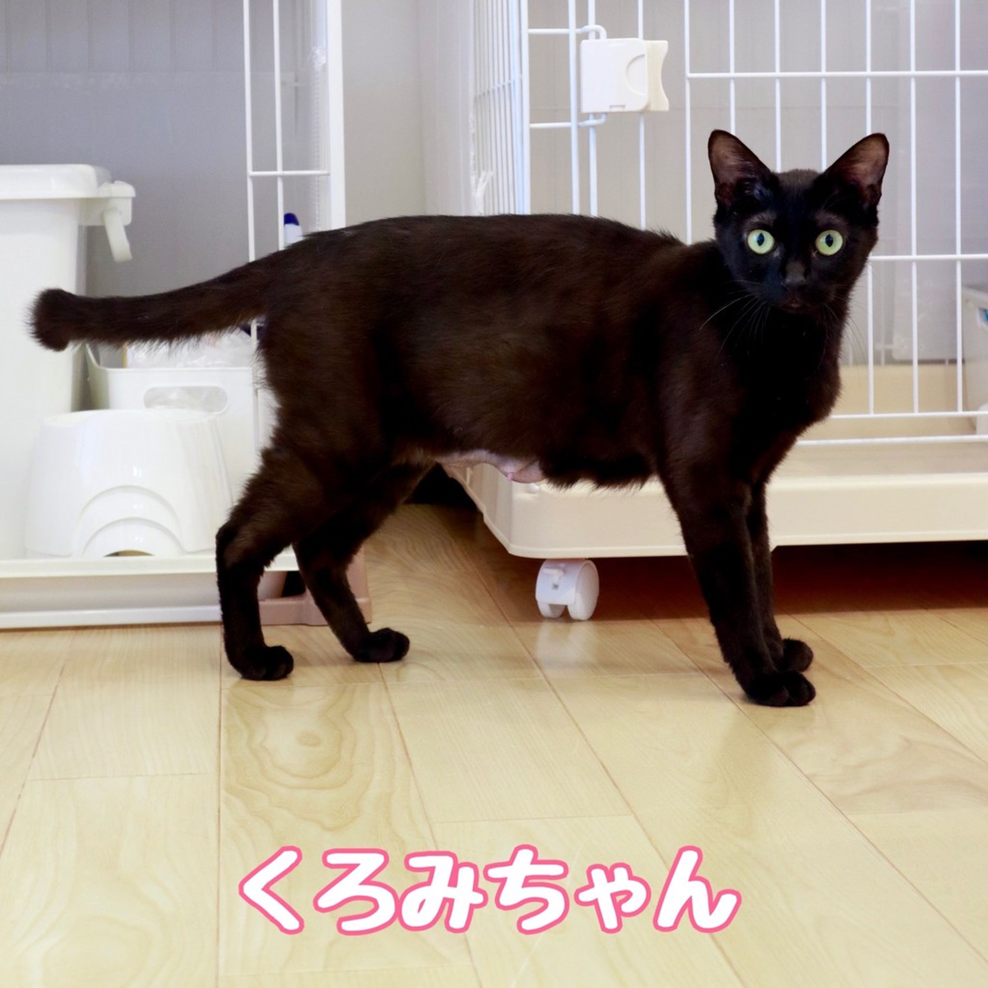 雑種（ミックス猫）・メスの里親募集の写真