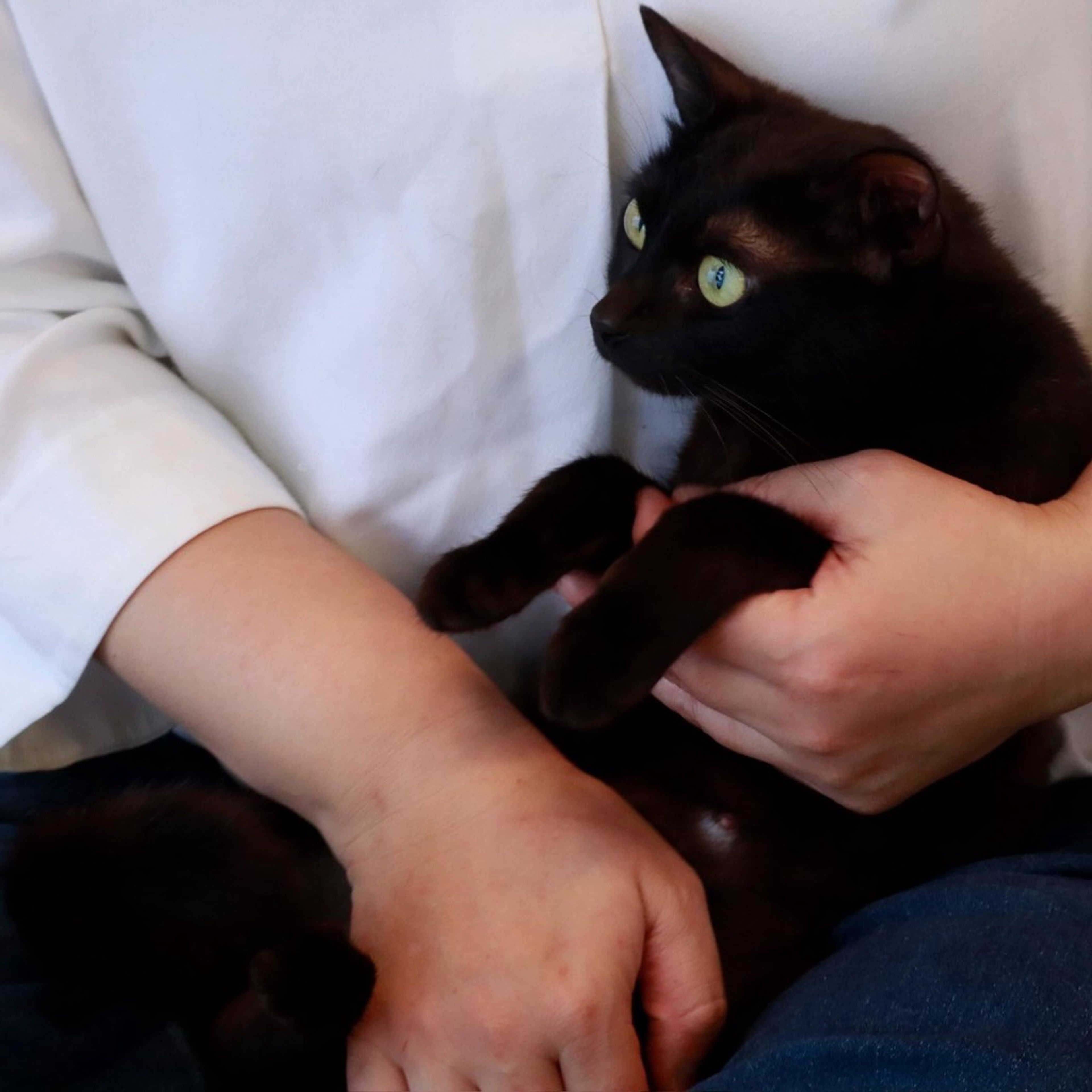 pet-image-2