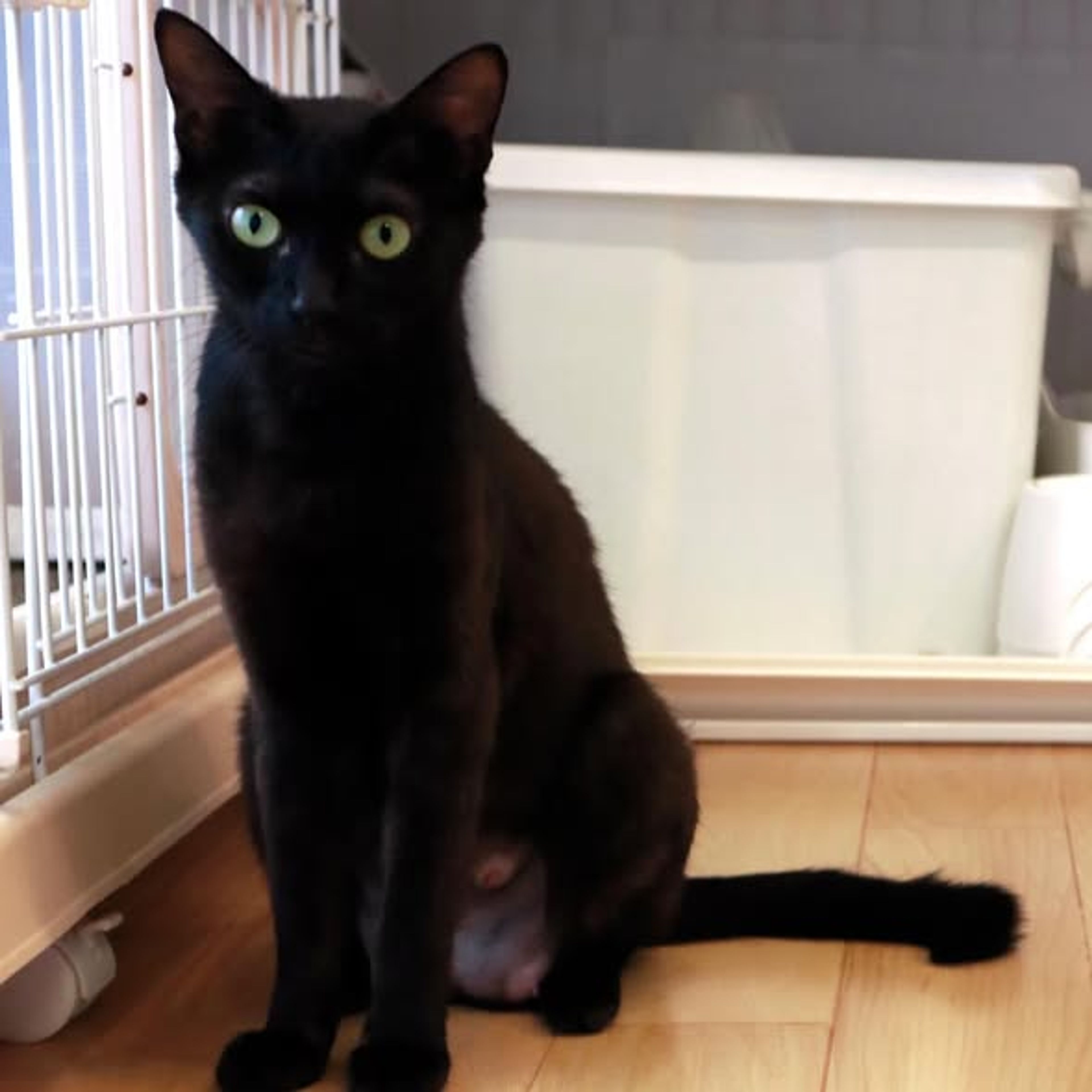 pet-image-3