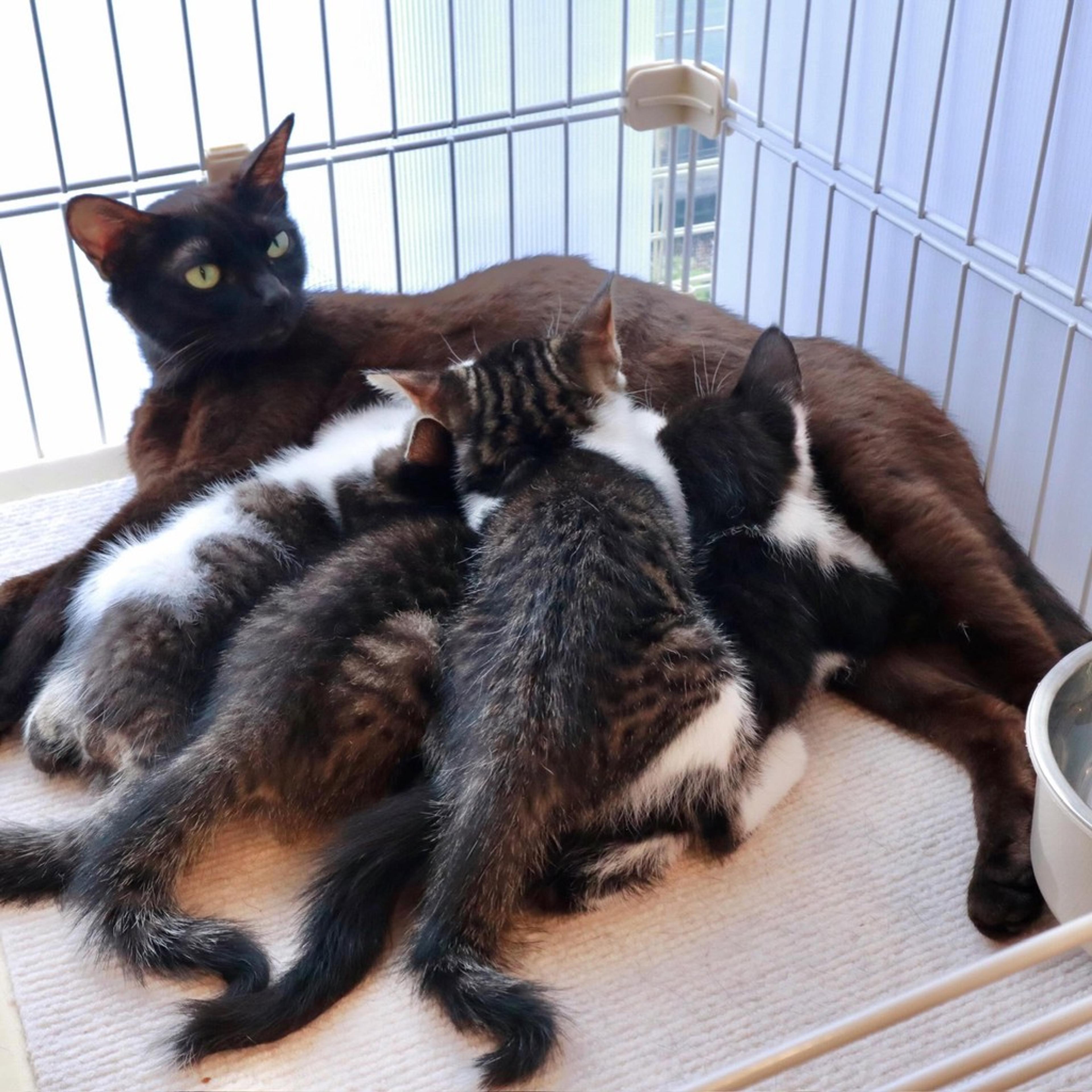pet-image-4