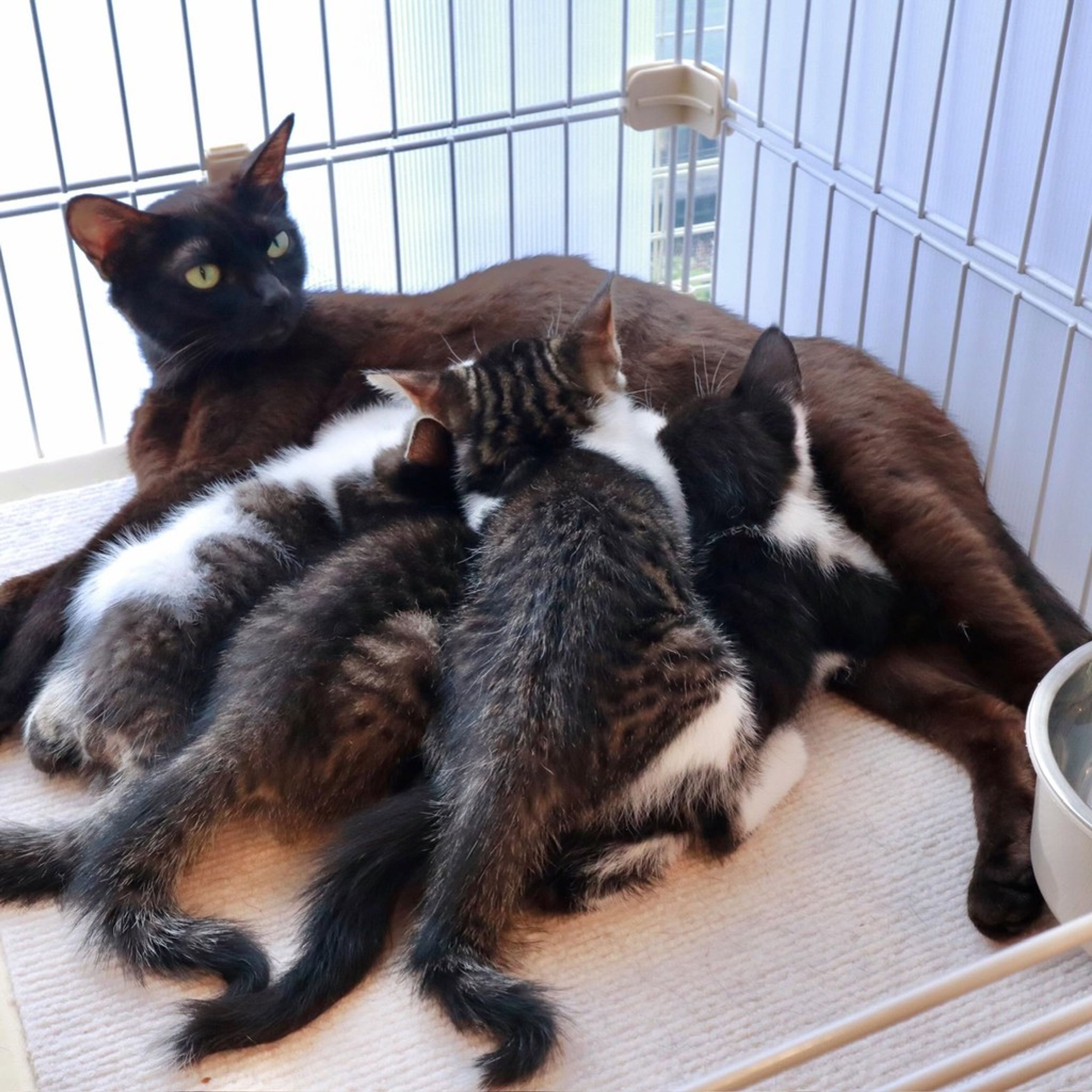 pet-image-4