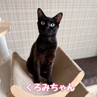 くろみの写真