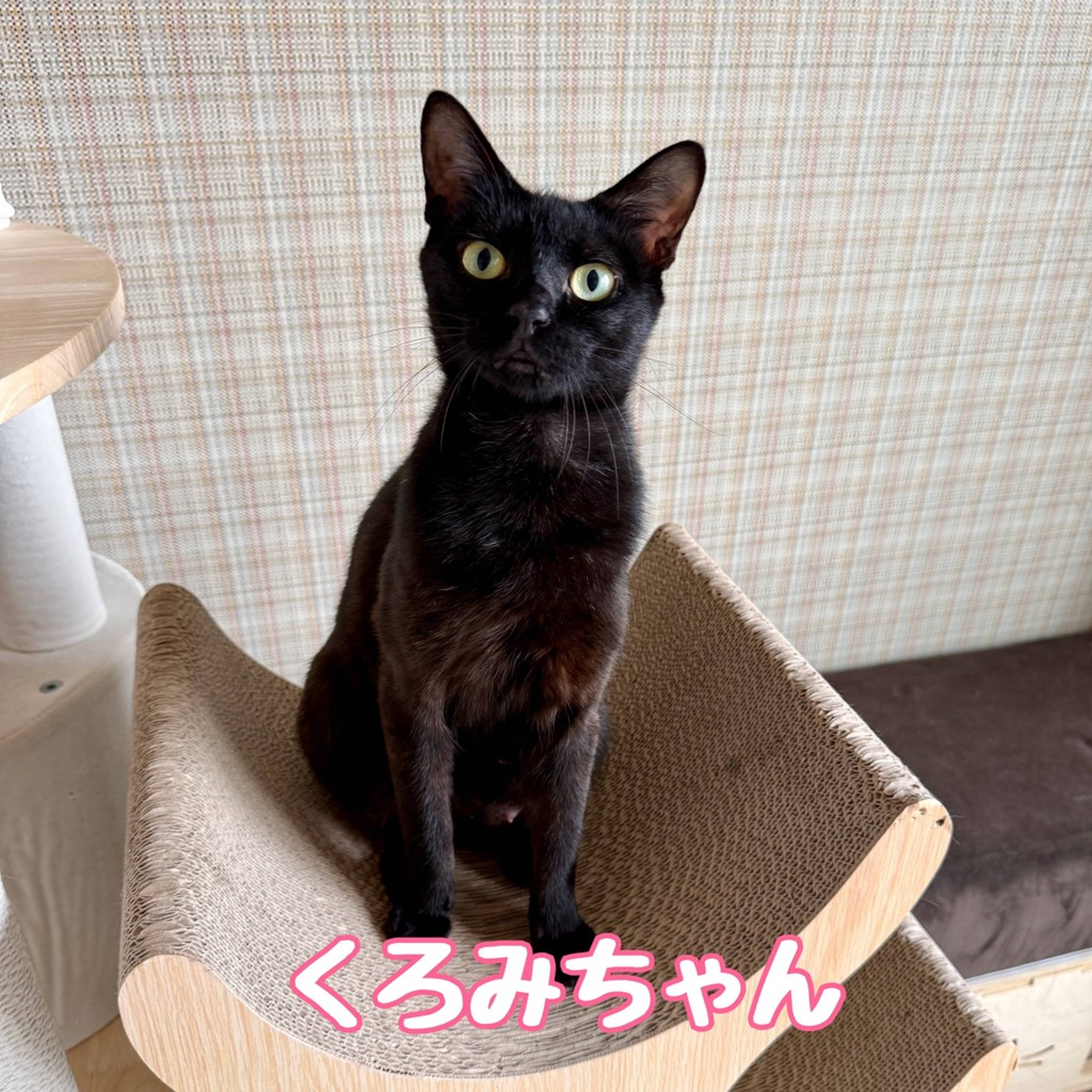 雑種（ミックス猫）・メスの里親募集の写真
