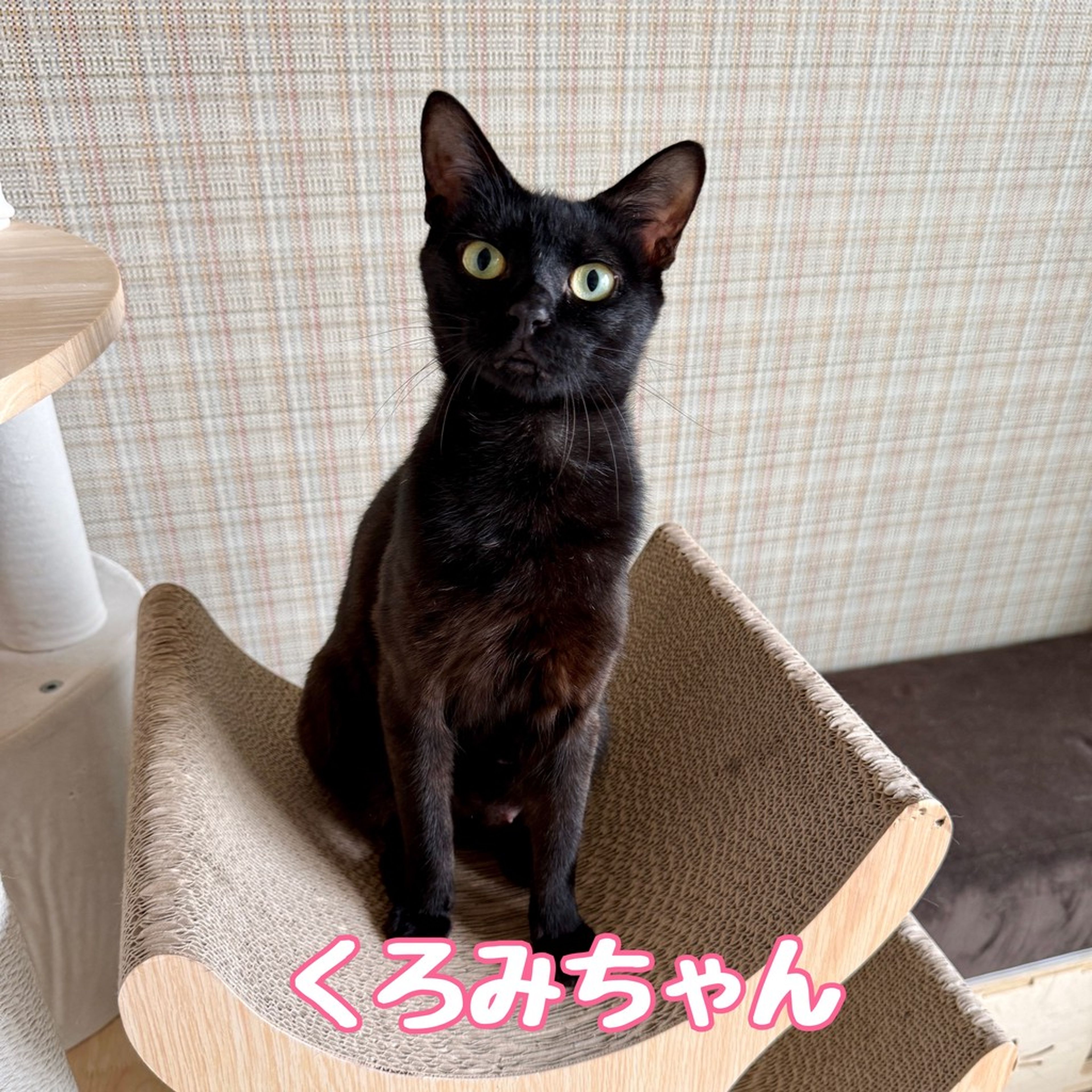 雑種（ミックス猫）・メスの里親募集の写真