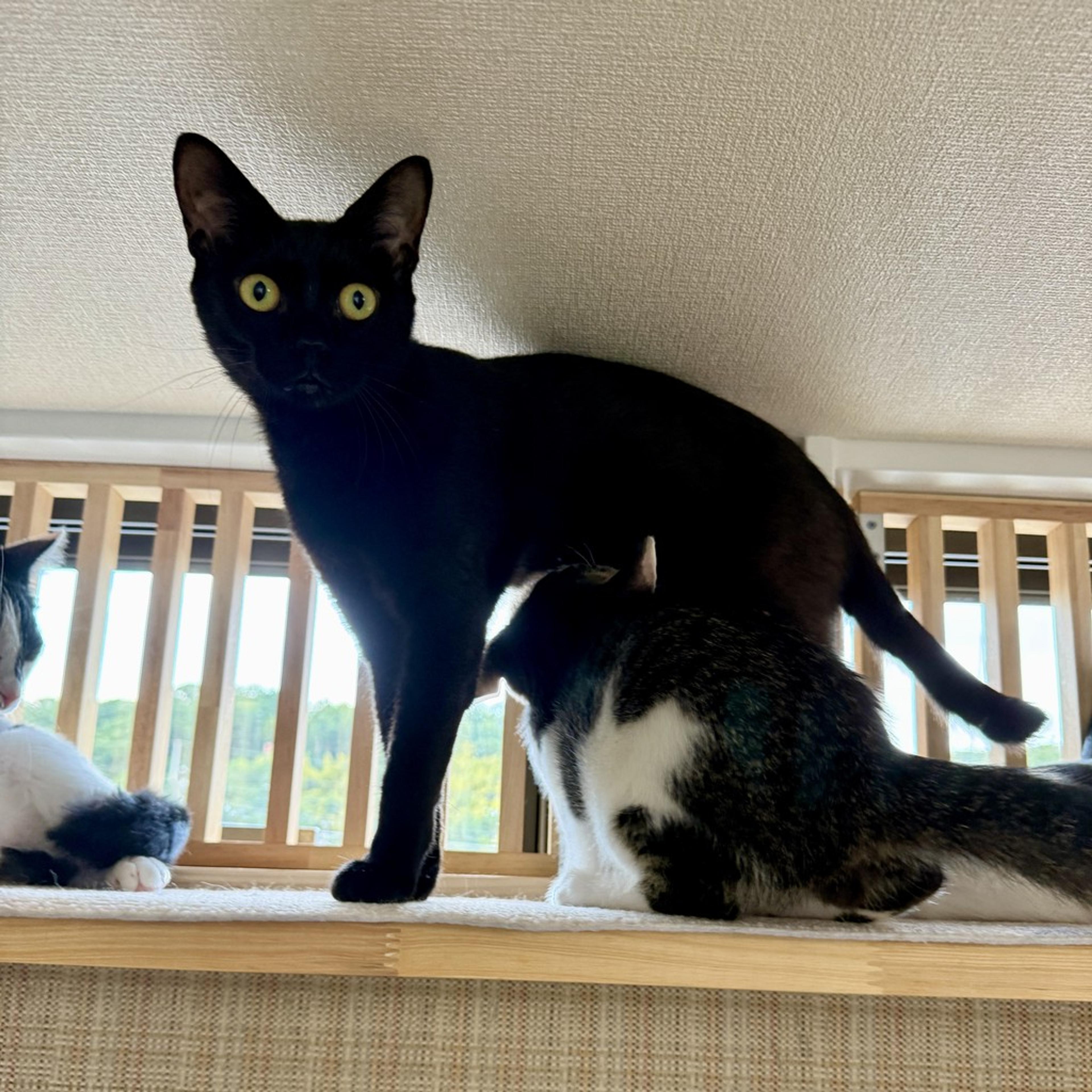 pet-image-2