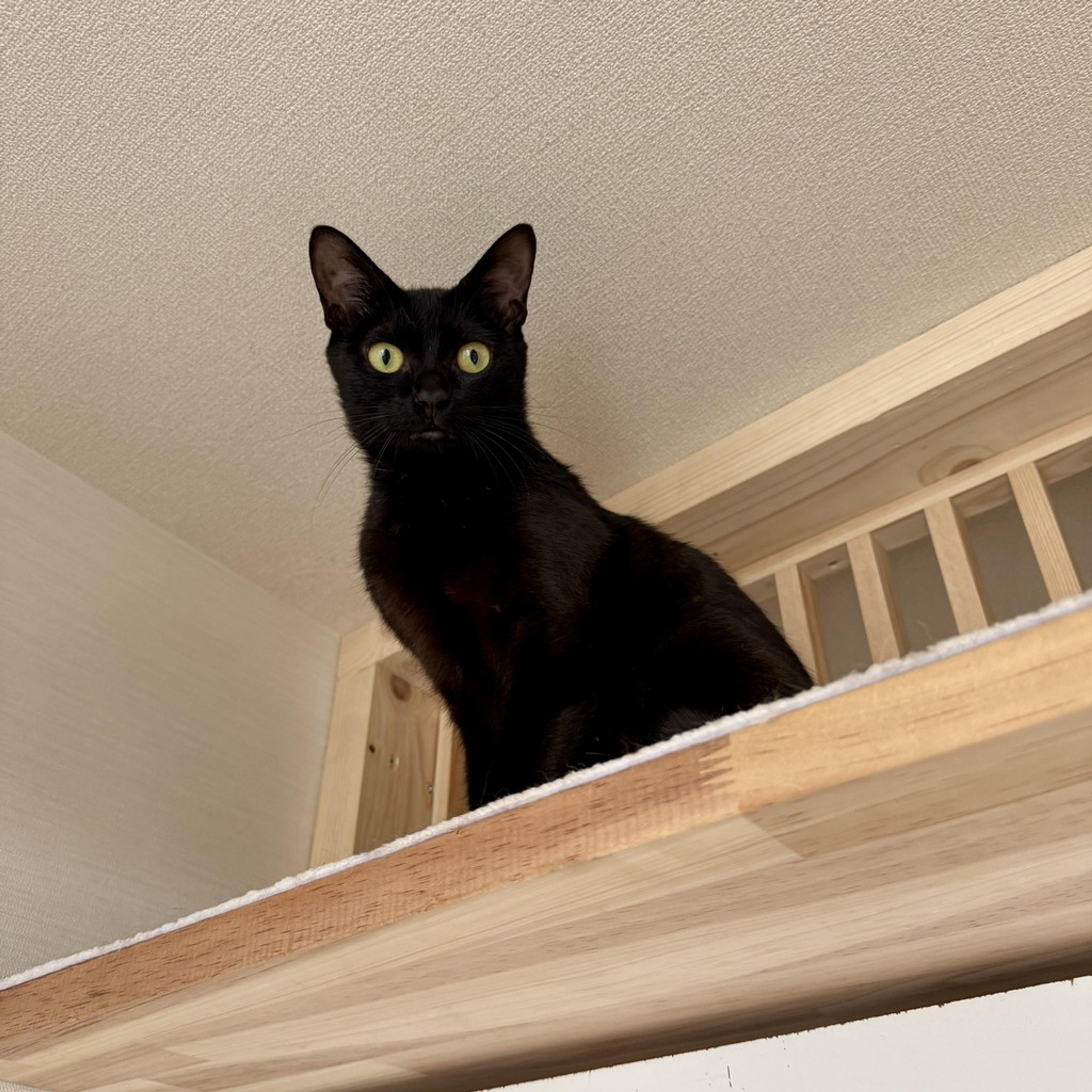 pet-image-3